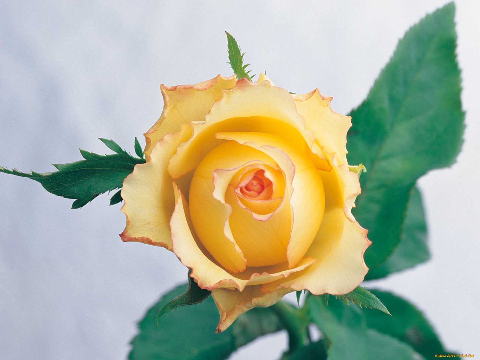 цветы, розы