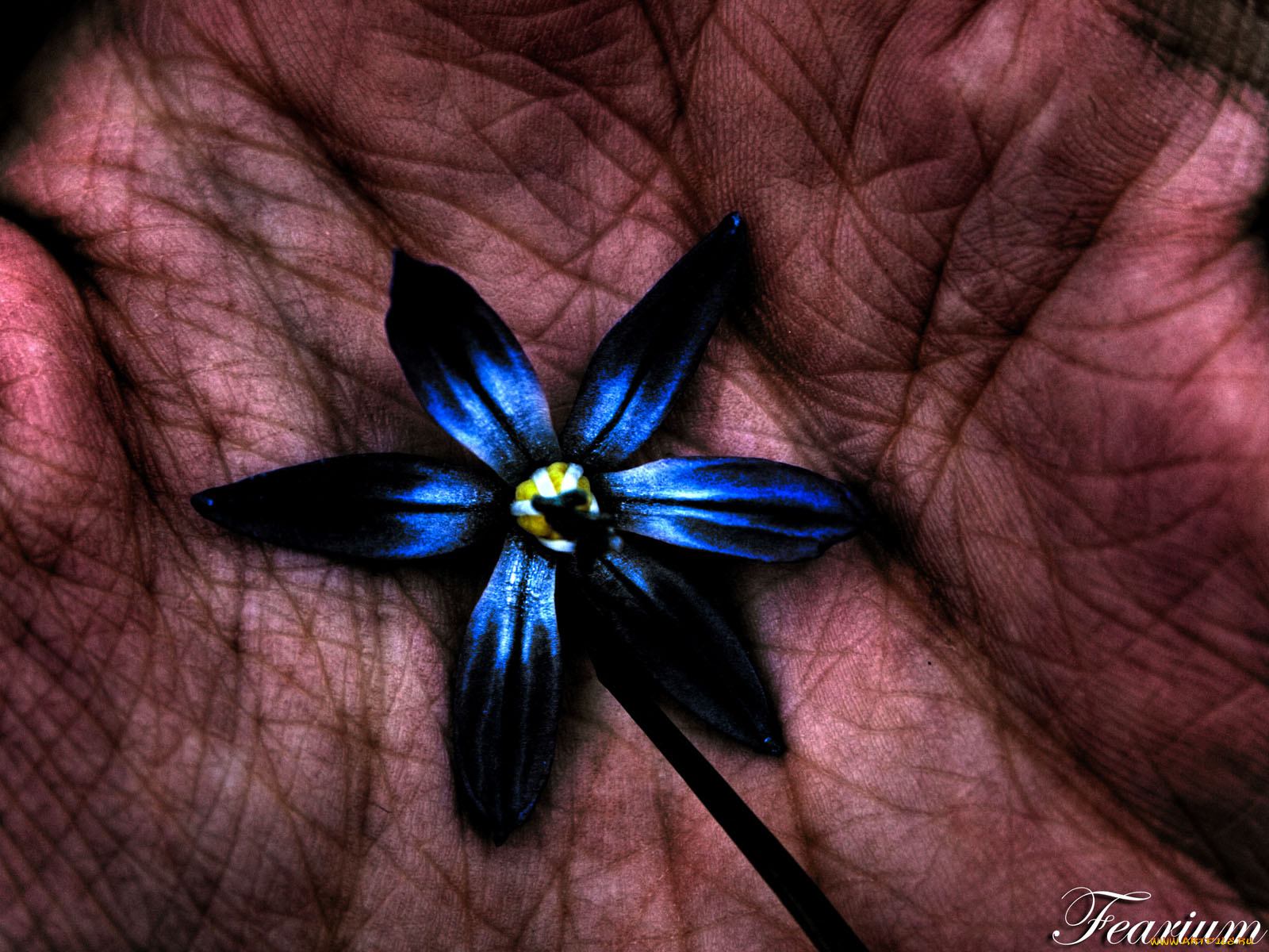 nature, in, my, hand, by, fearium, цветы