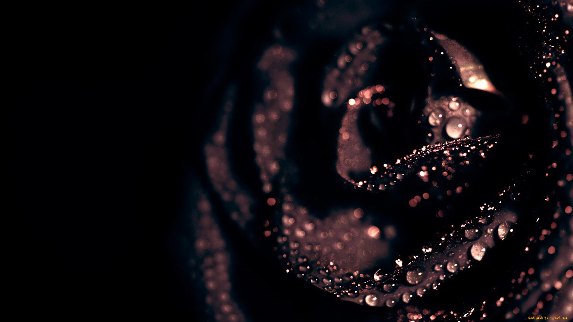 цветы, розы