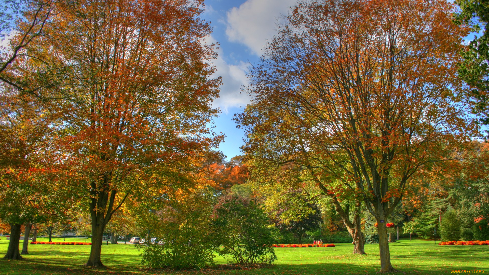 природа, деревья