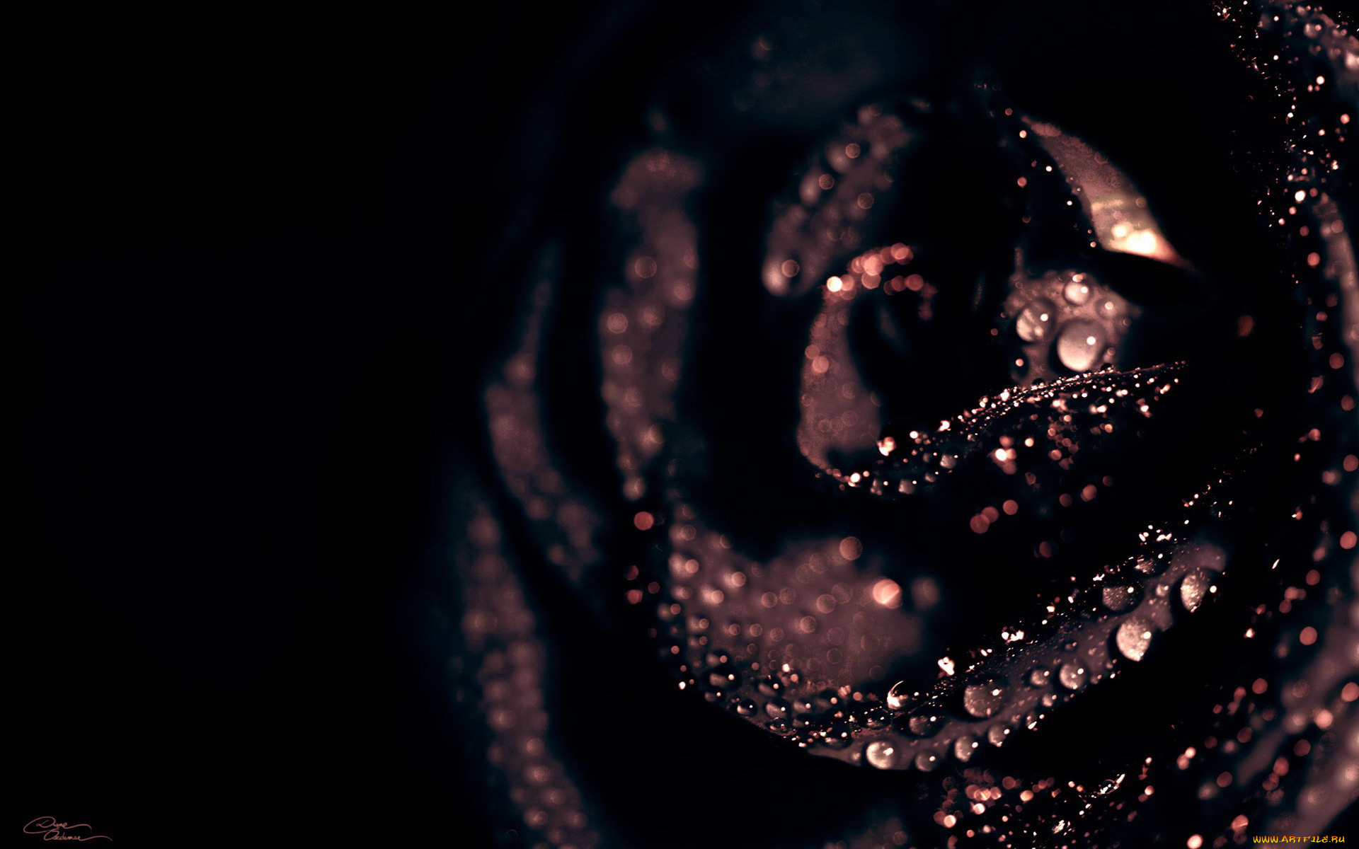 цветы, розы