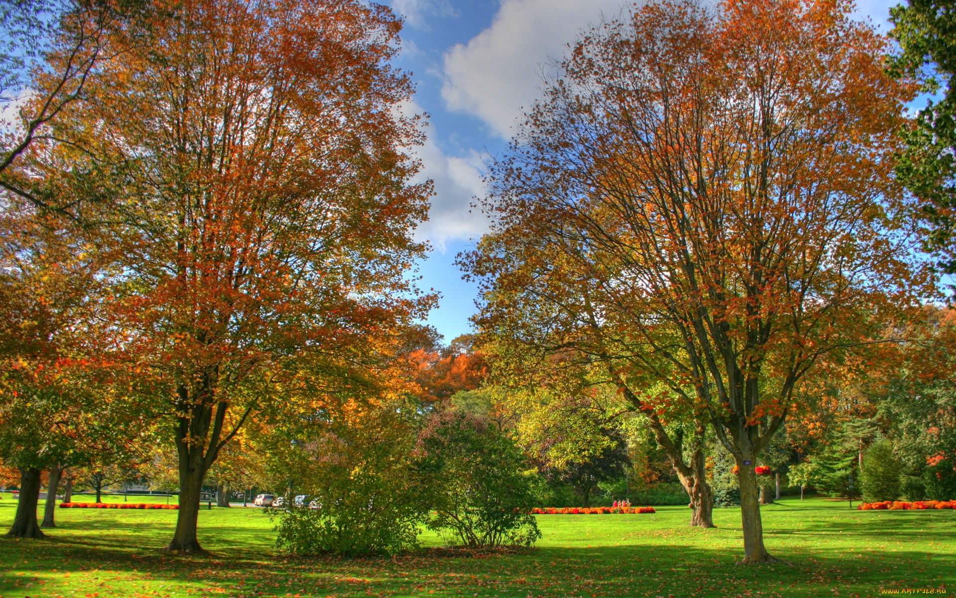 природа, деревья