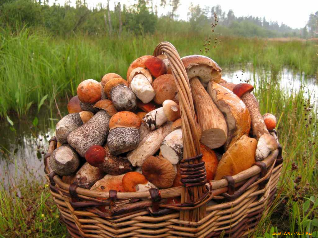 еда, грибы, грибные, блюда