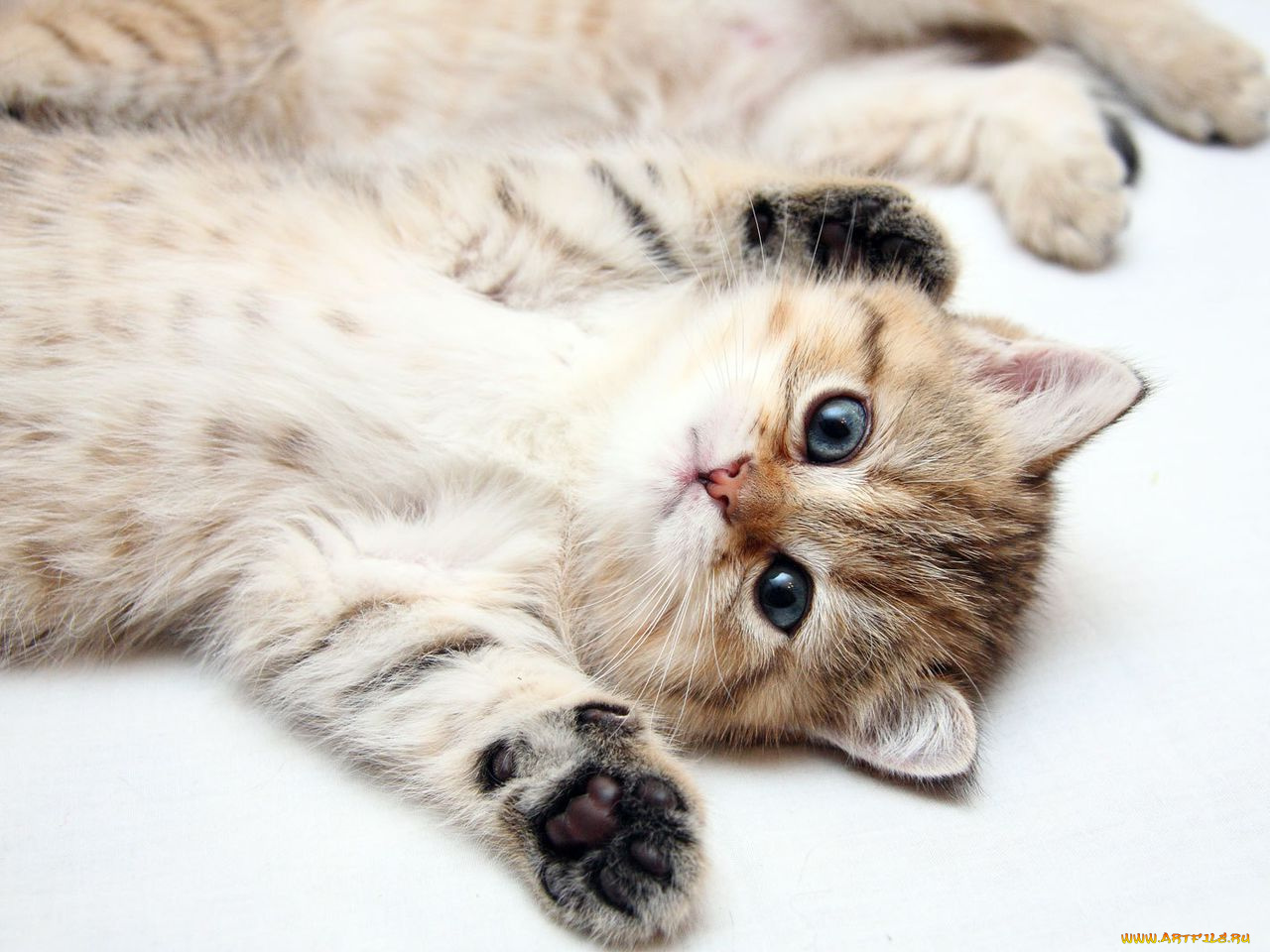 животные, коты