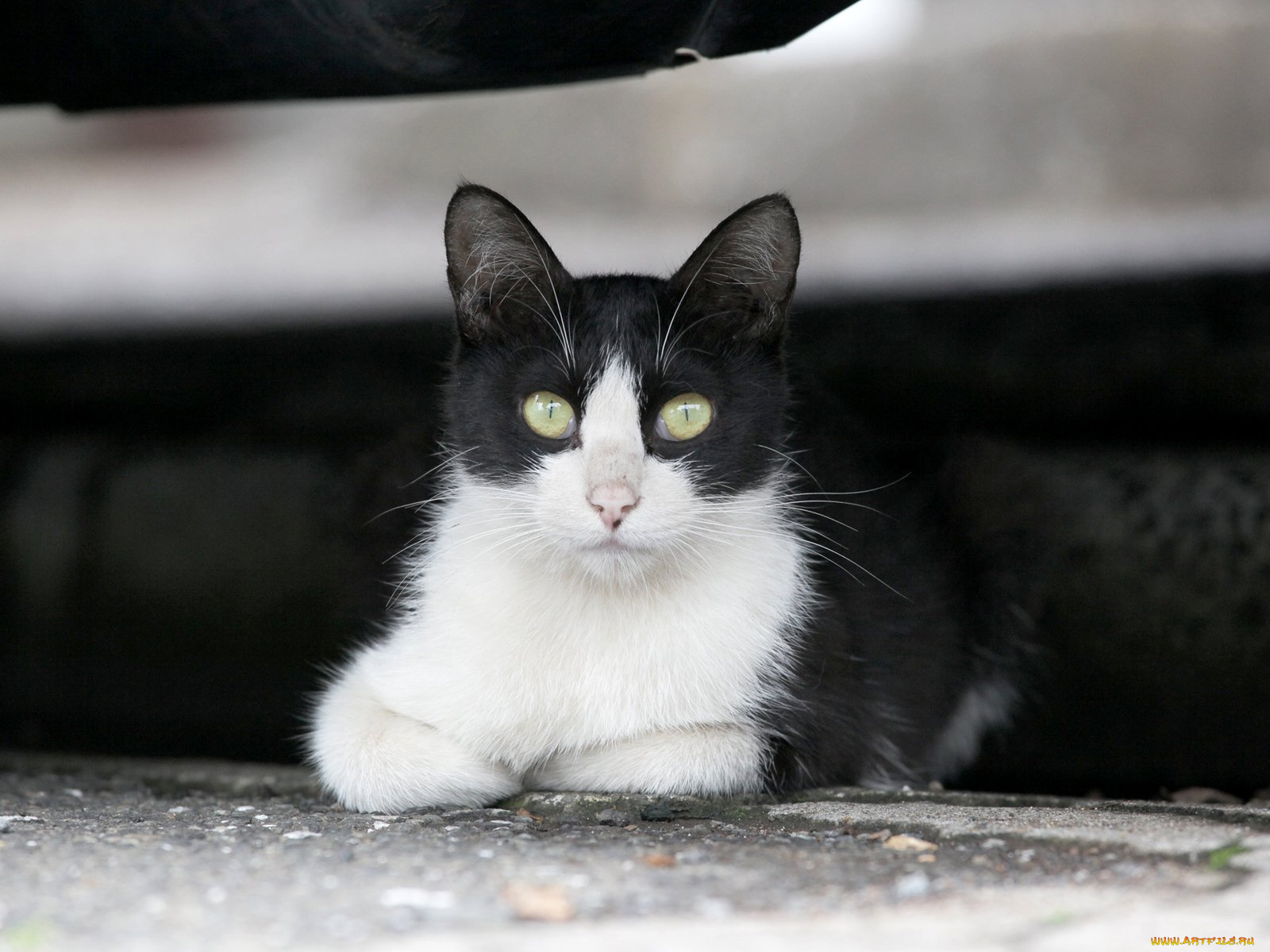 животные, коты