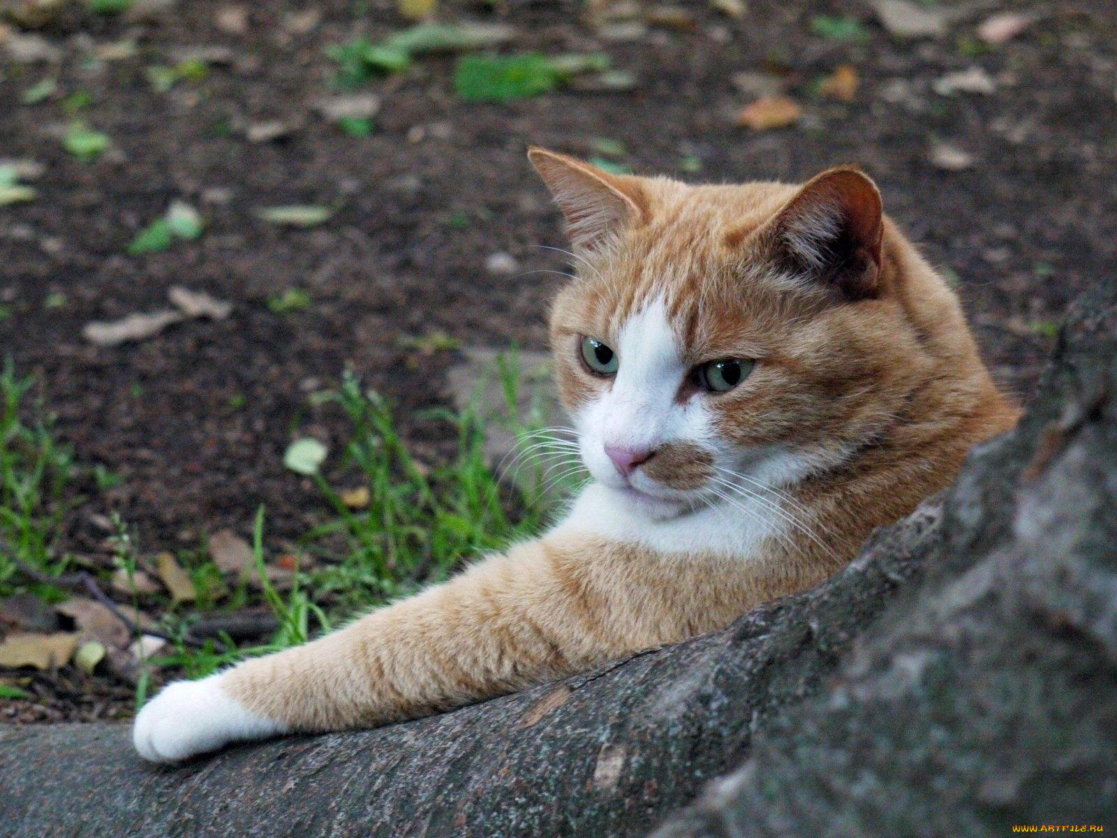 животные, коты