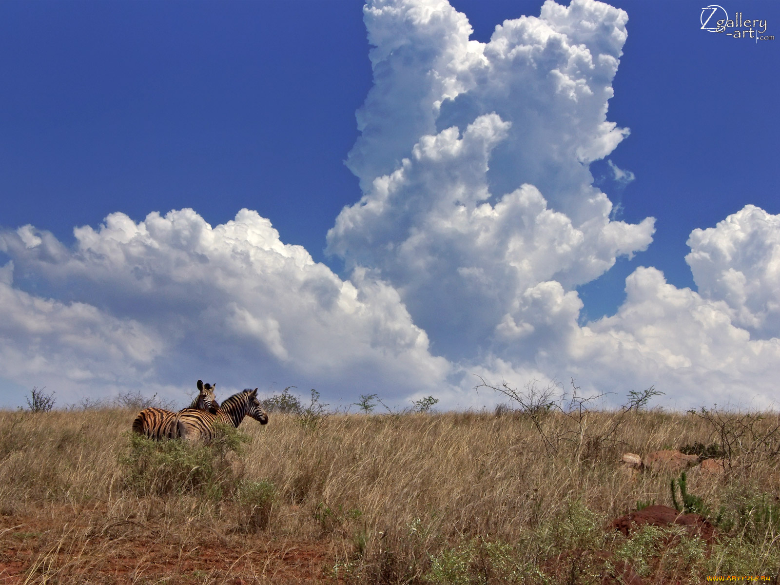 животные, зебры