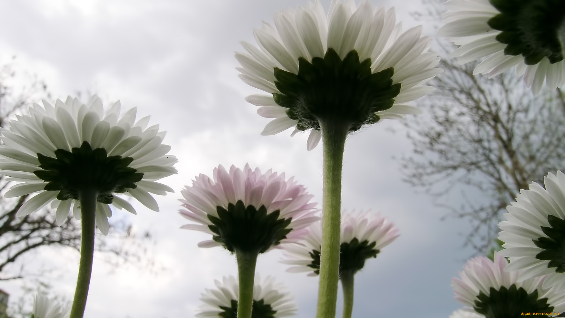 цветы, маргаритки