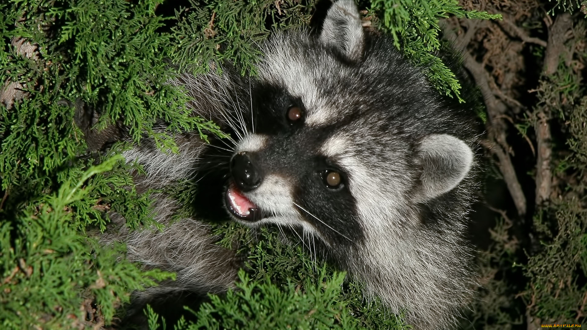 животные, еноты