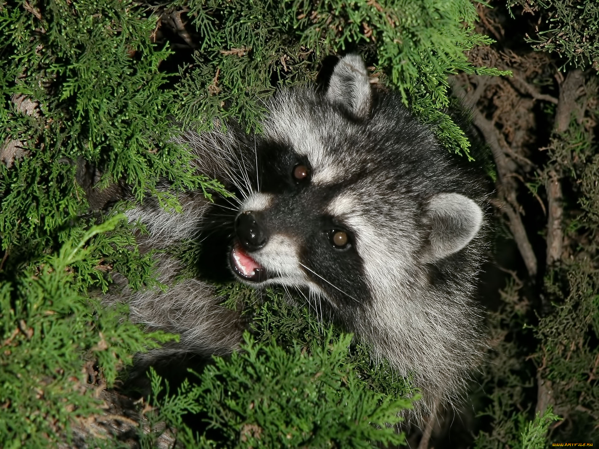 животные, еноты