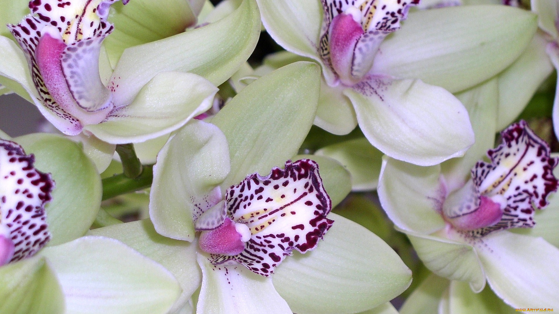 цветы, орхидеи