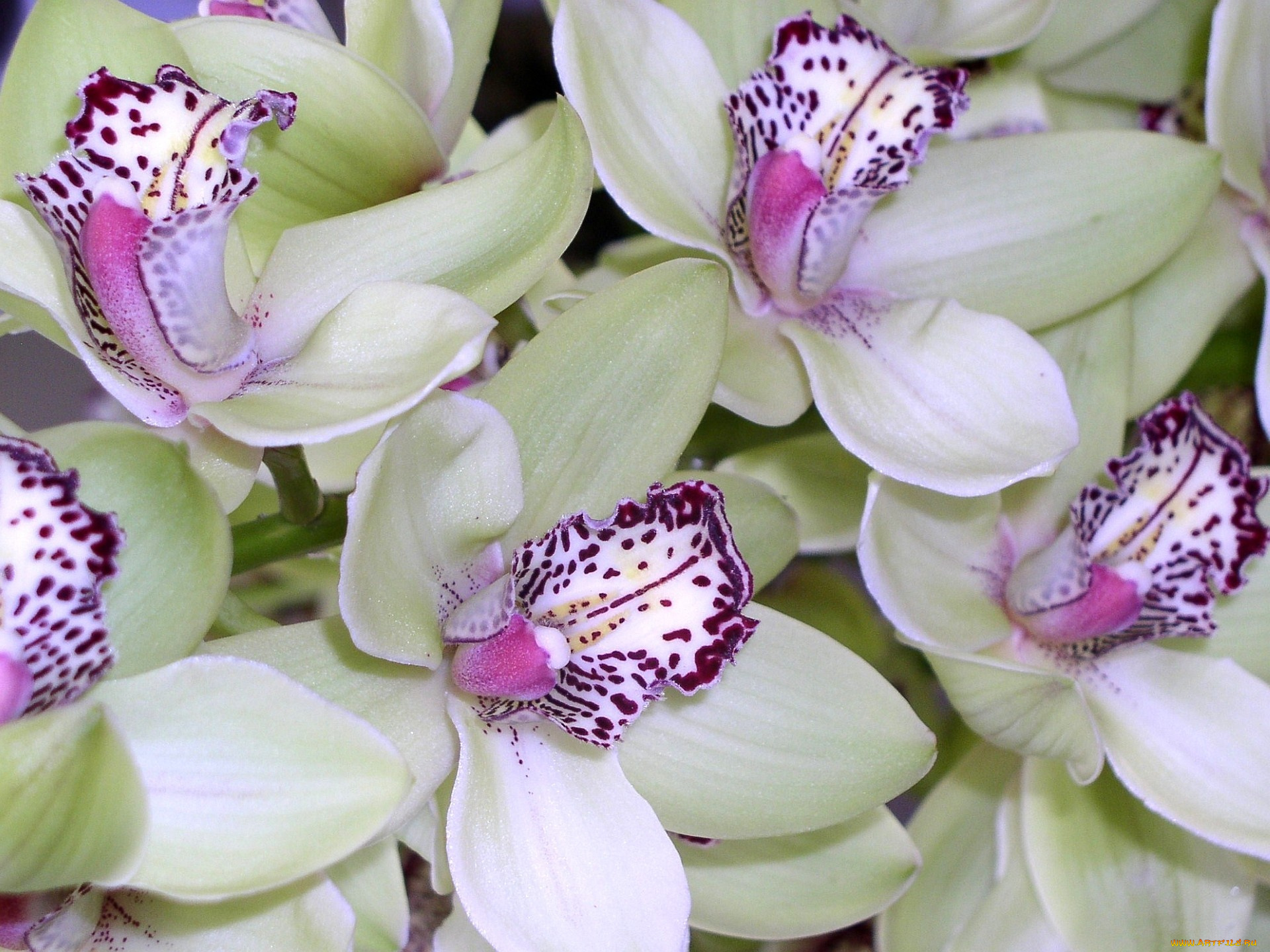 цветы, орхидеи