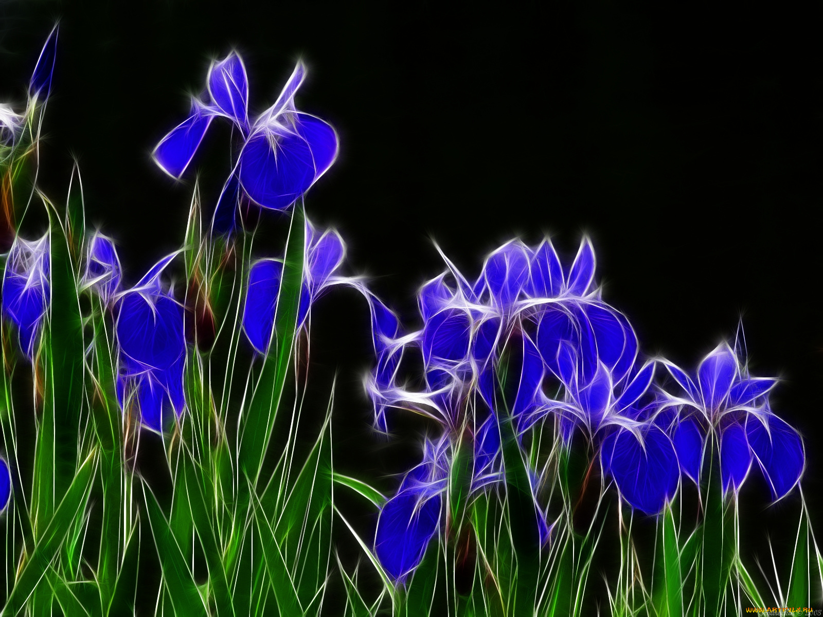 3д, графика, flowers, цветы, нарциссы