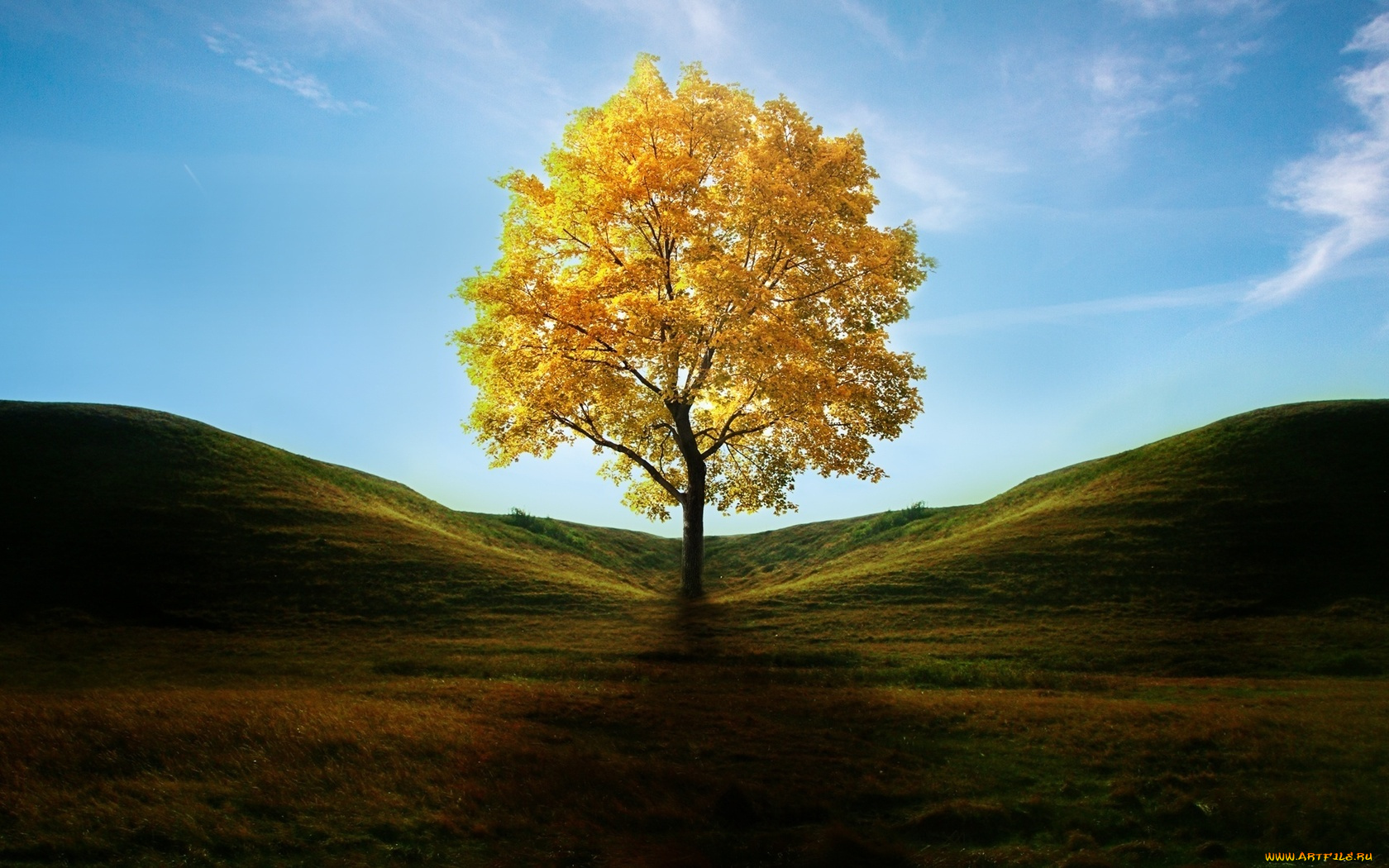 природа, деревья, осень, дерево