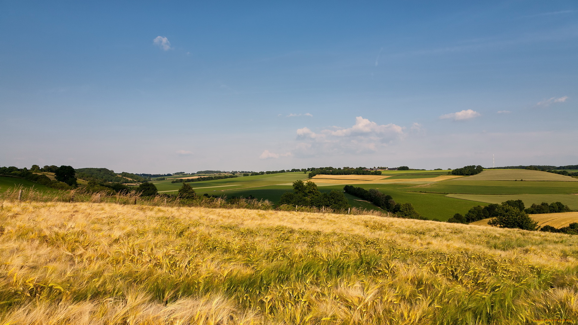 природа, поля, лето