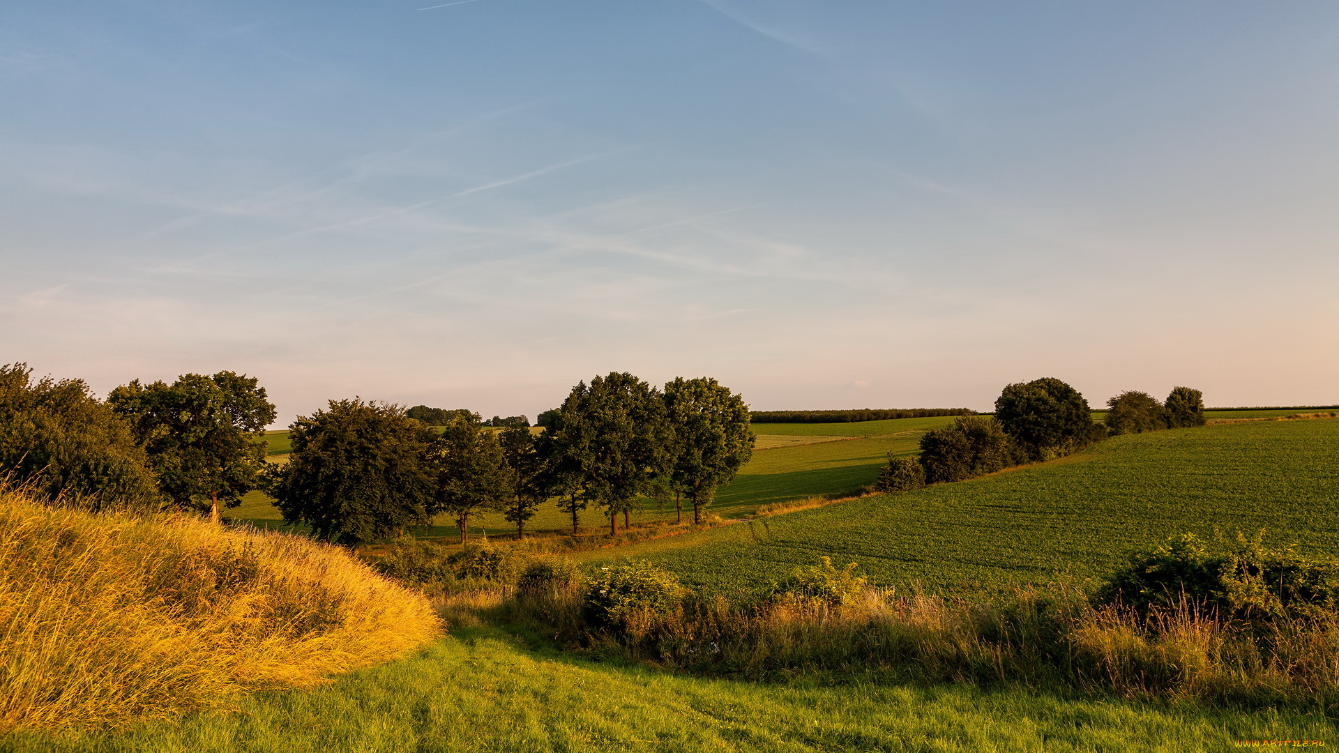 природа, поля, пейзаж, деревья