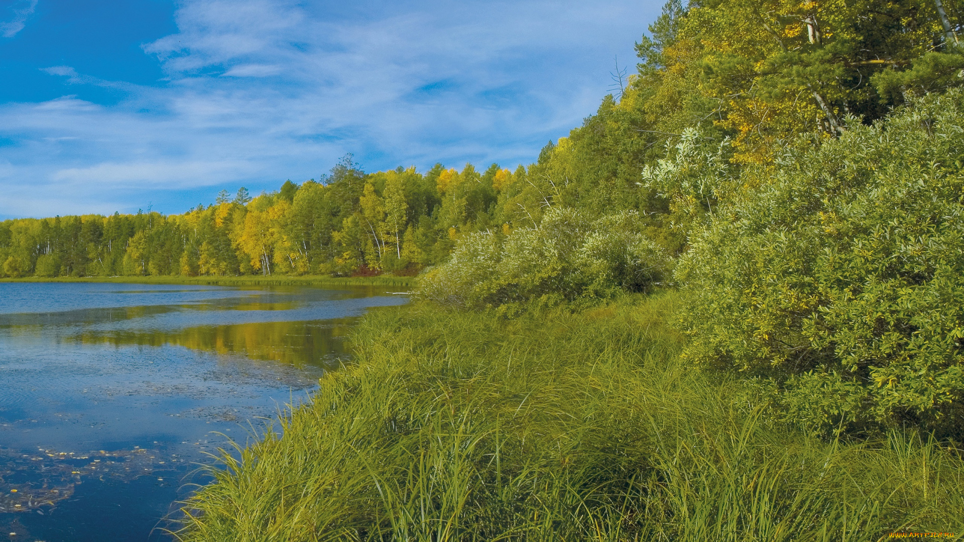 природа, реки, озера, деревья, берег, водоем