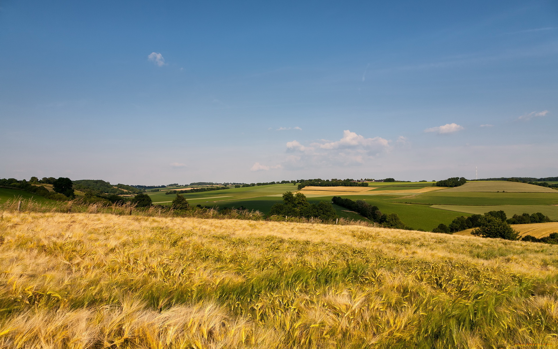 природа, поля, лето