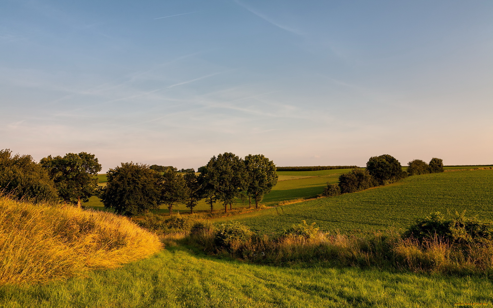 природа, поля, пейзаж, деревья
