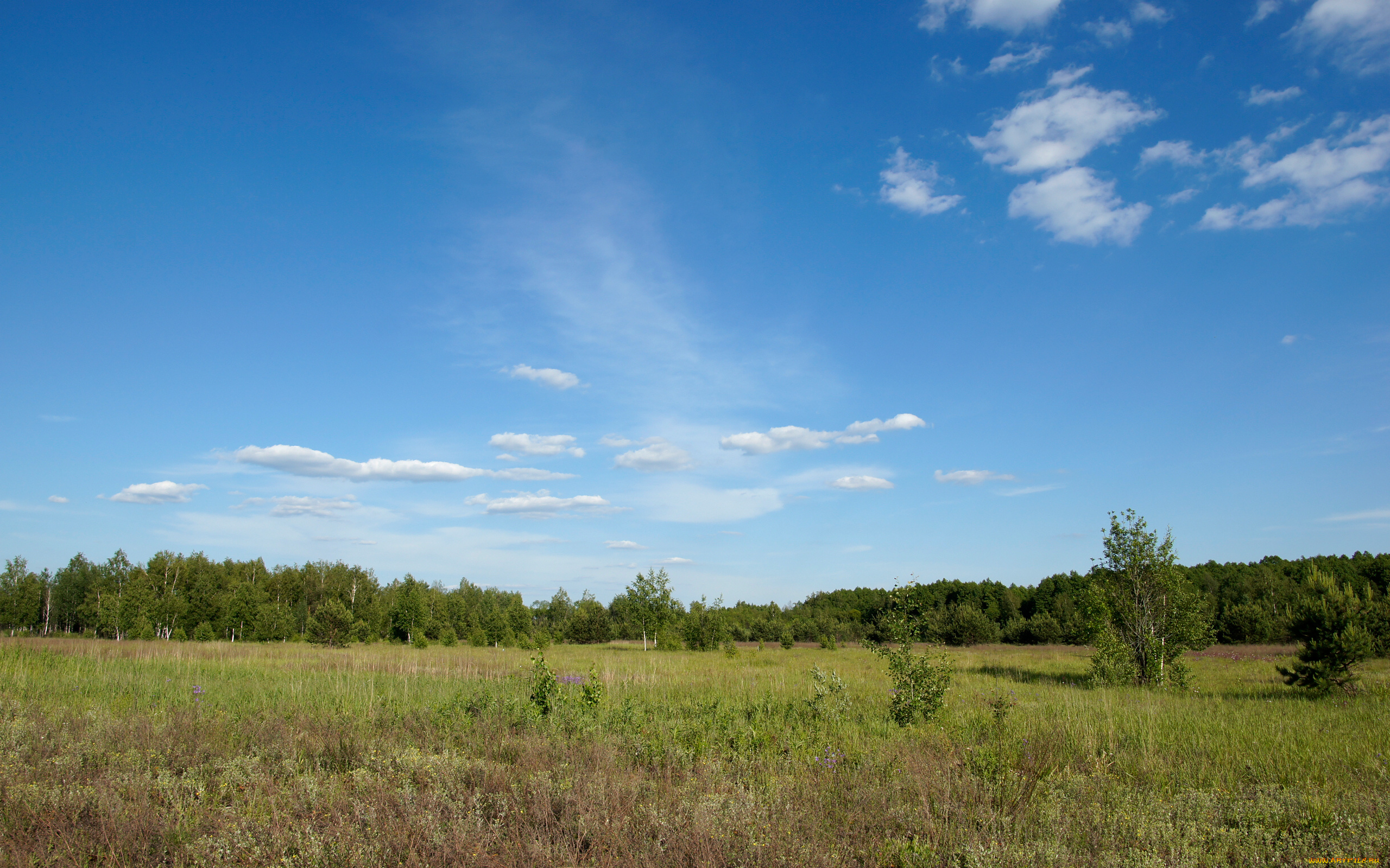 природа, луга, поле, лес, деревья, трава, зелень, небо, облака, солнце, лето