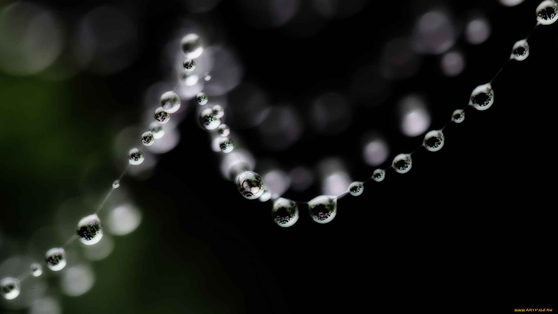 природа, макро, паутина, капли