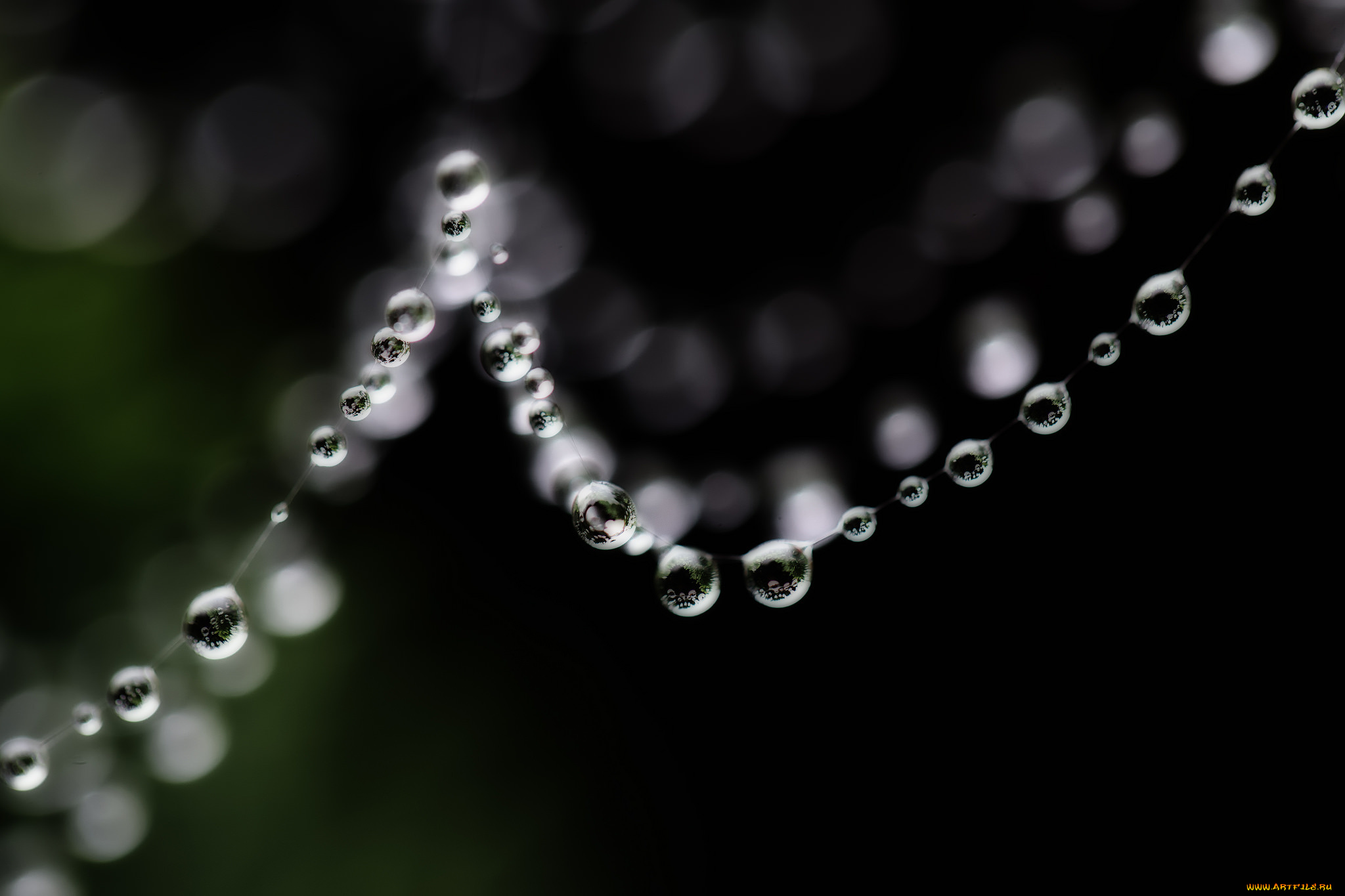 природа, макро, паутина, капли