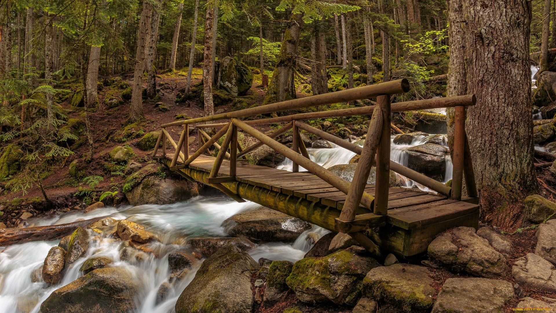 природа, реки, озера, река, лес