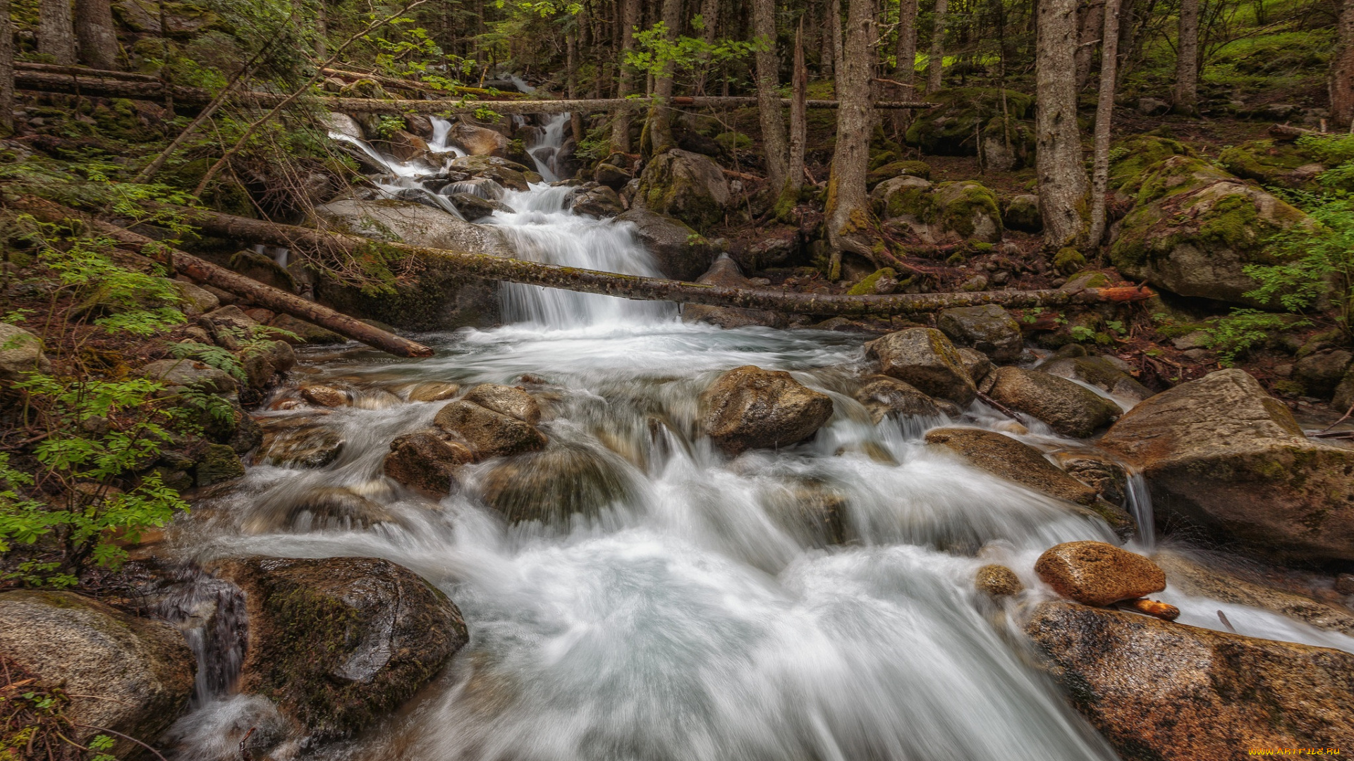 природа, реки, озера, река, лес