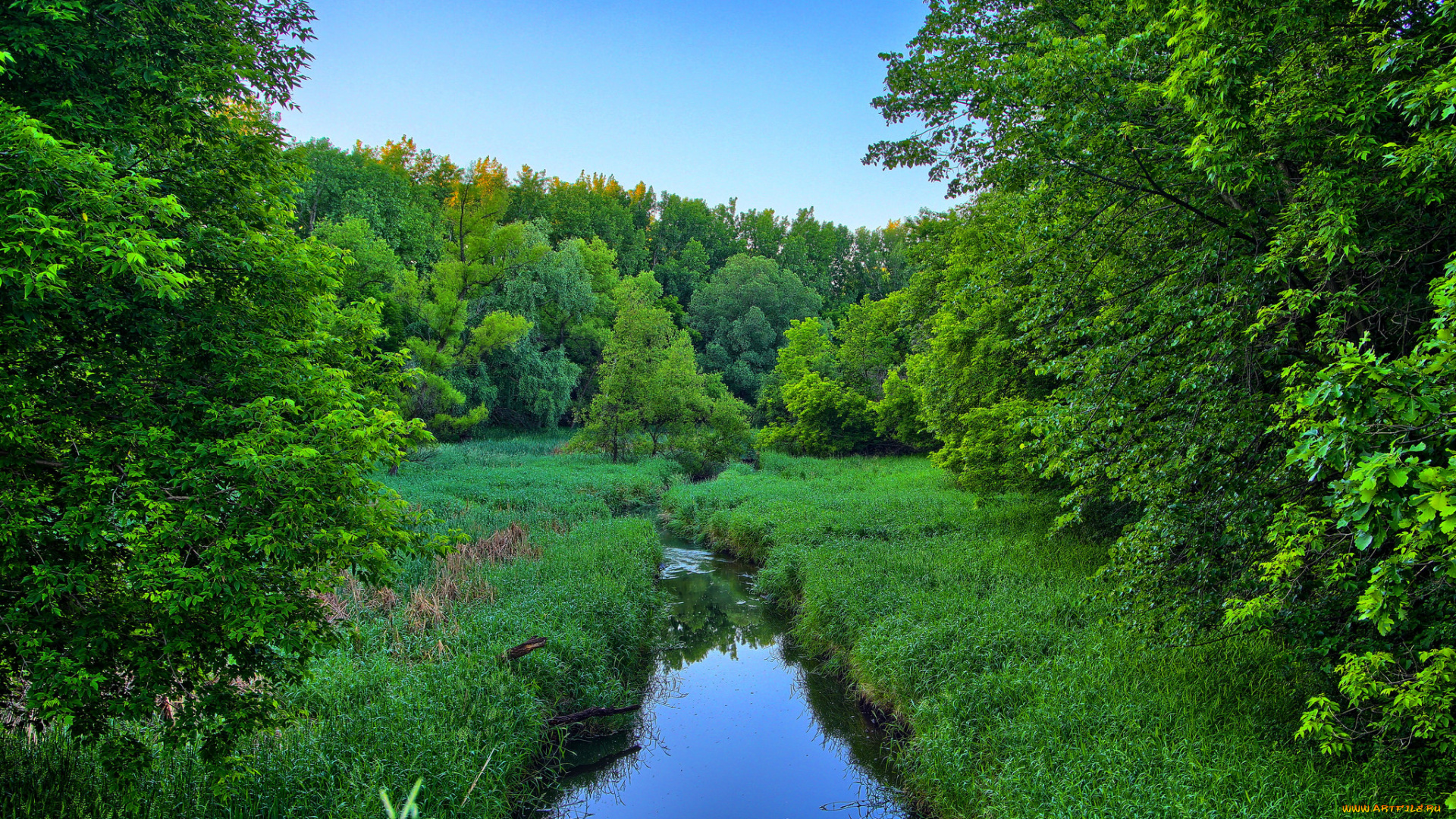 природа, реки, озера, река, лес