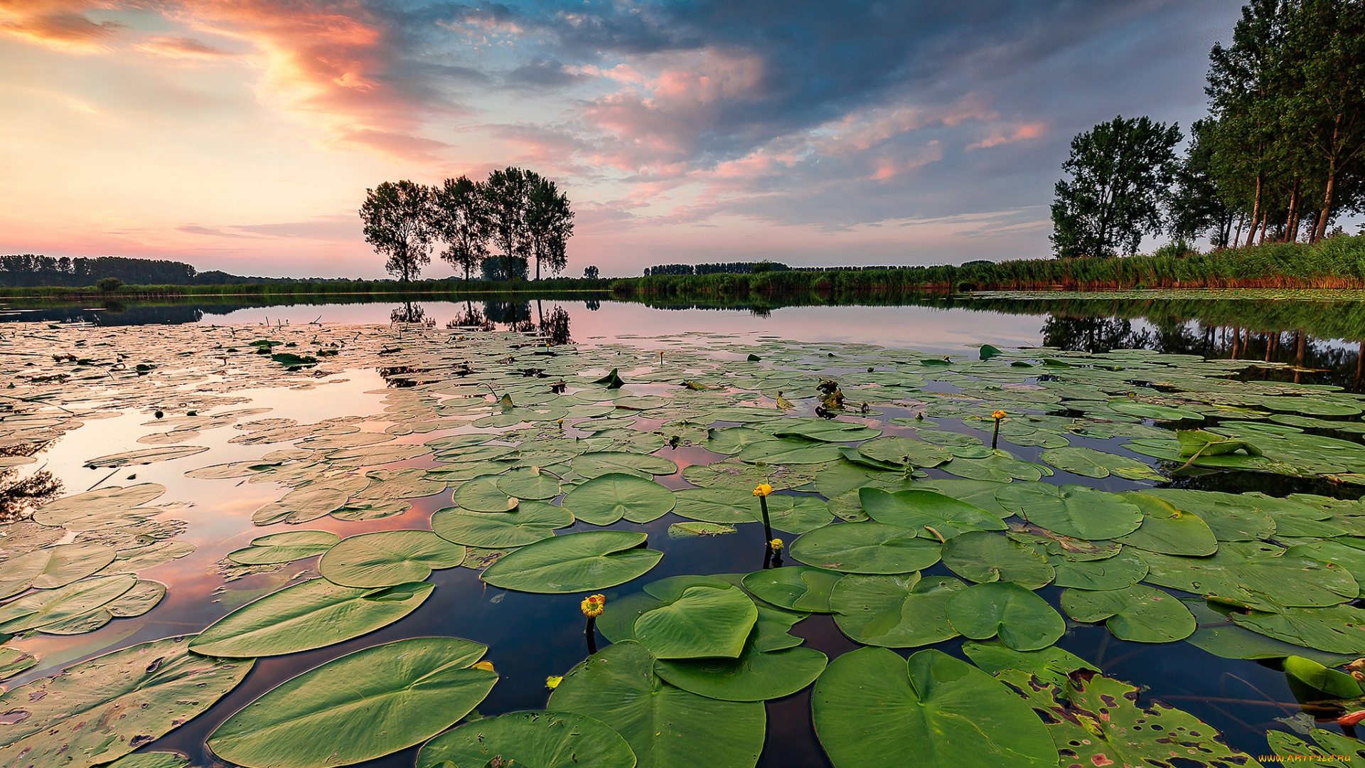 природа, реки, озера, река, лес