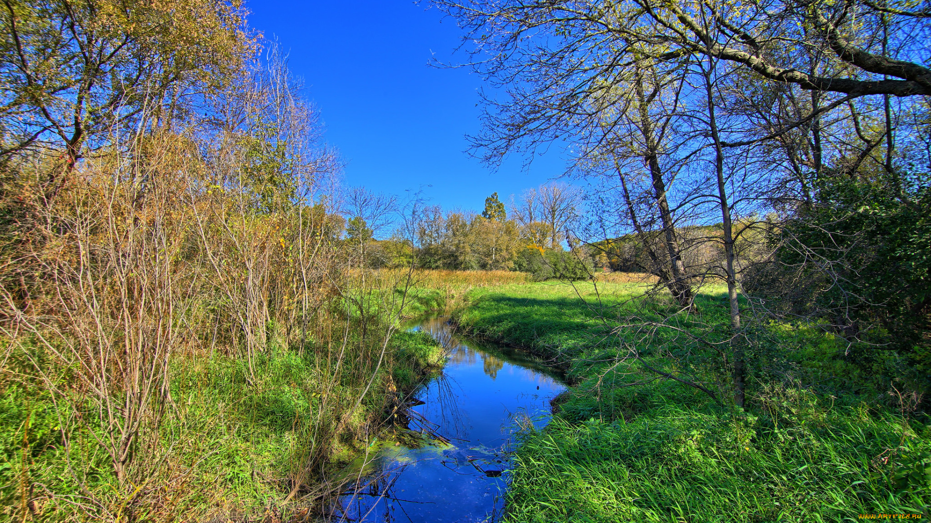 природа, реки, озера, река, лес