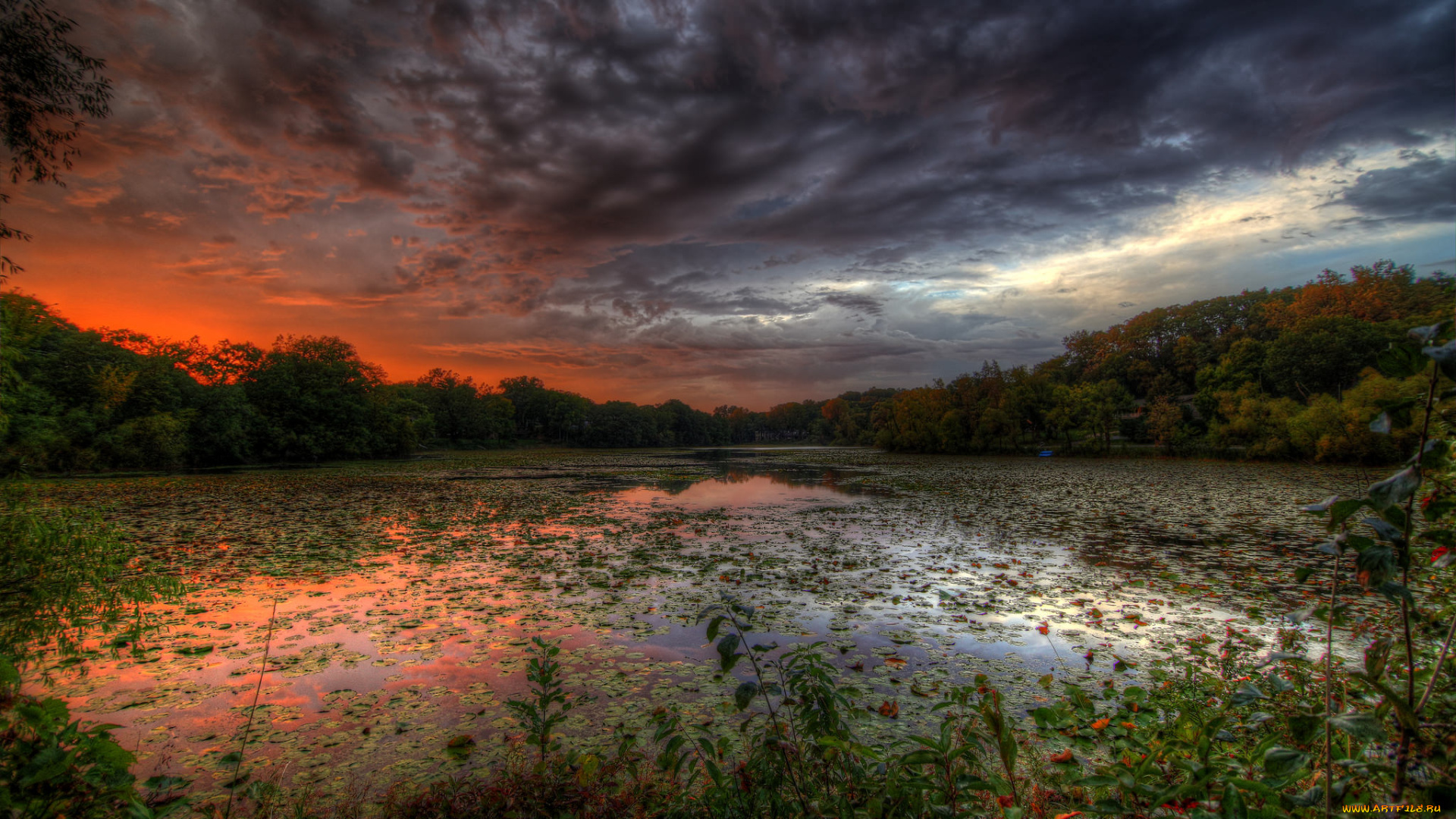 природа, реки, озера, река, лес