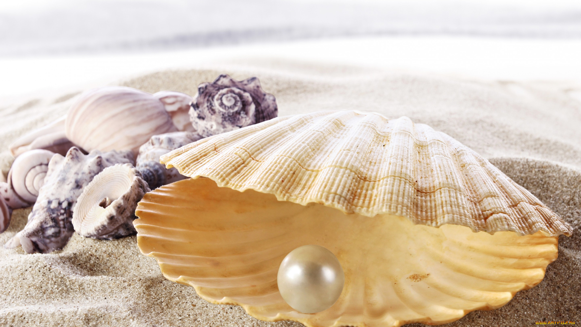 разное, ракушки, , кораллы, , декоративные, и, spa-камни, жемчуг, ракушка