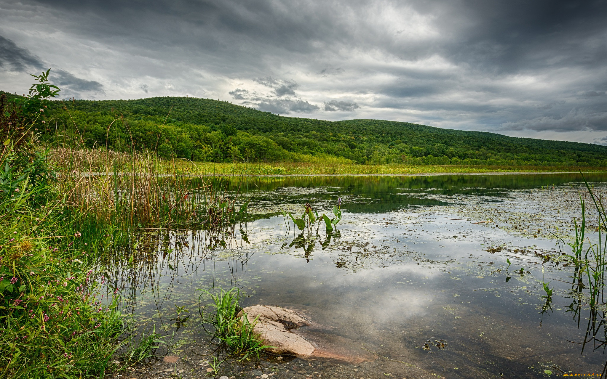природа, реки, озера, река, лес
