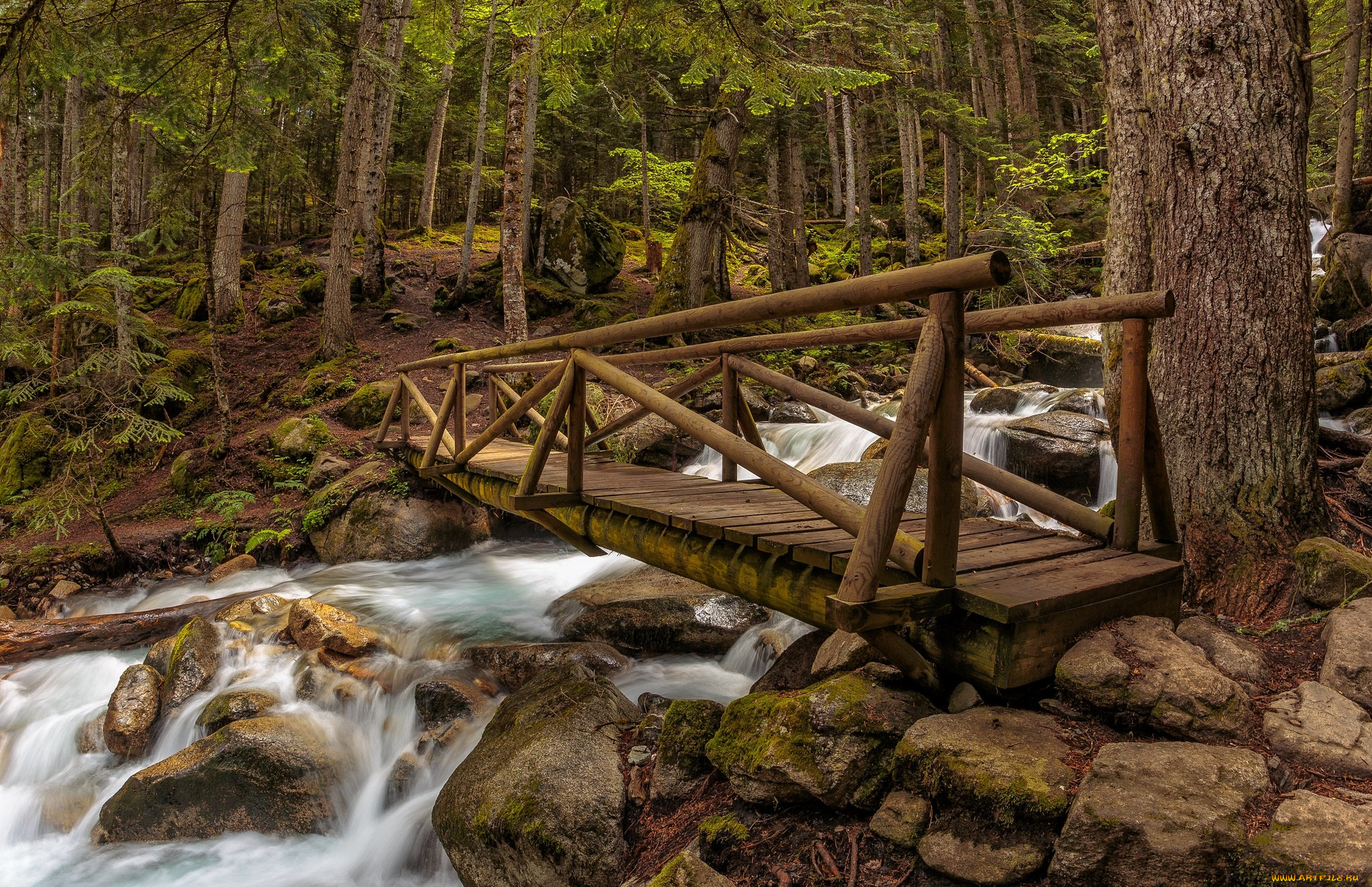 природа, реки, озера, река, лес