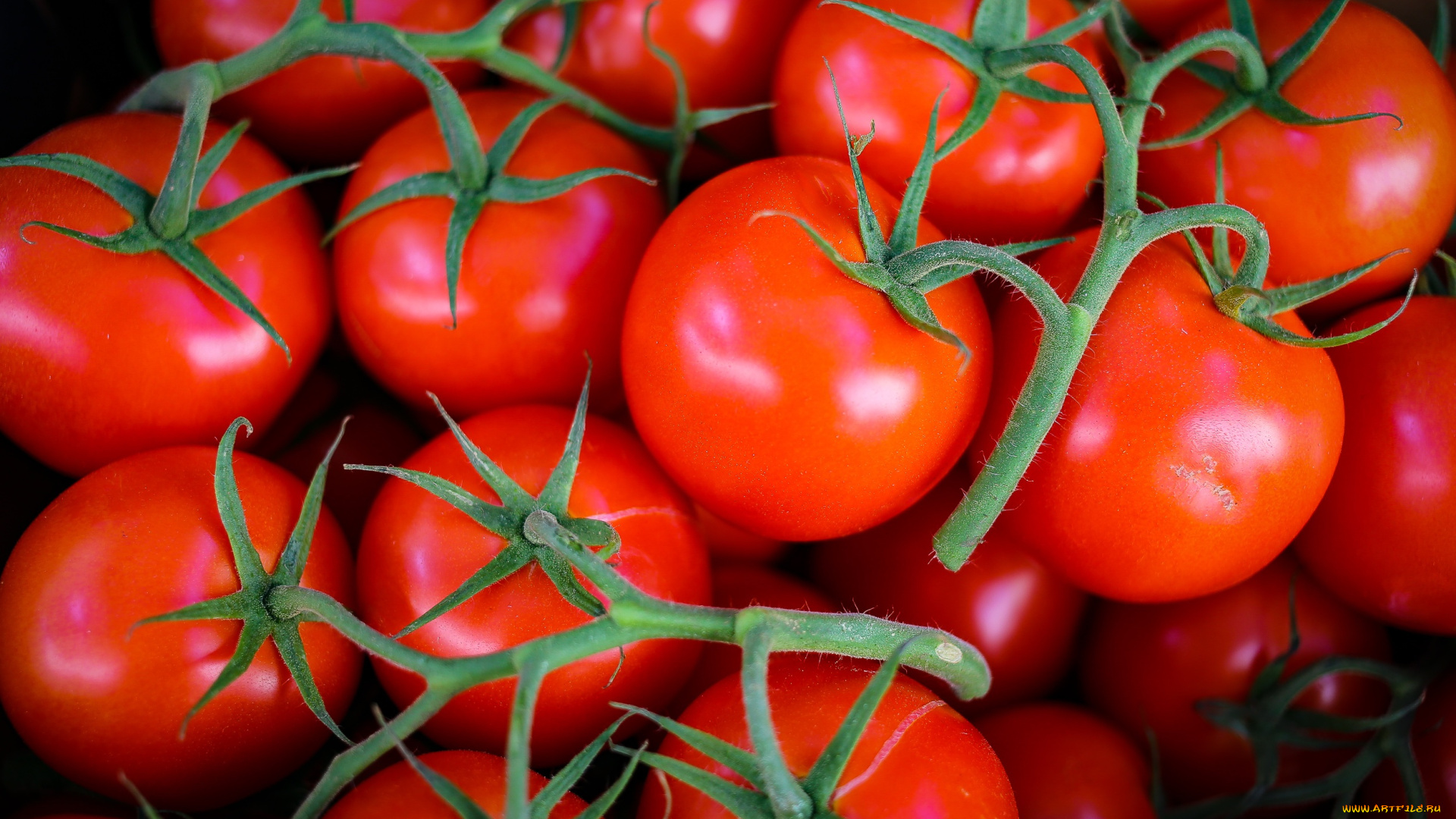еда, помидоры, много, томаты