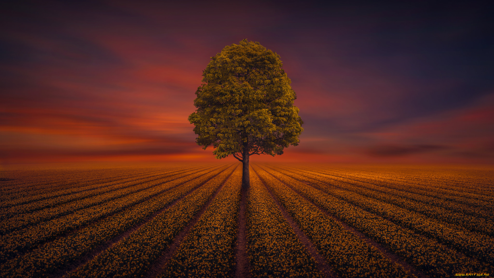 природа, деревья, простор