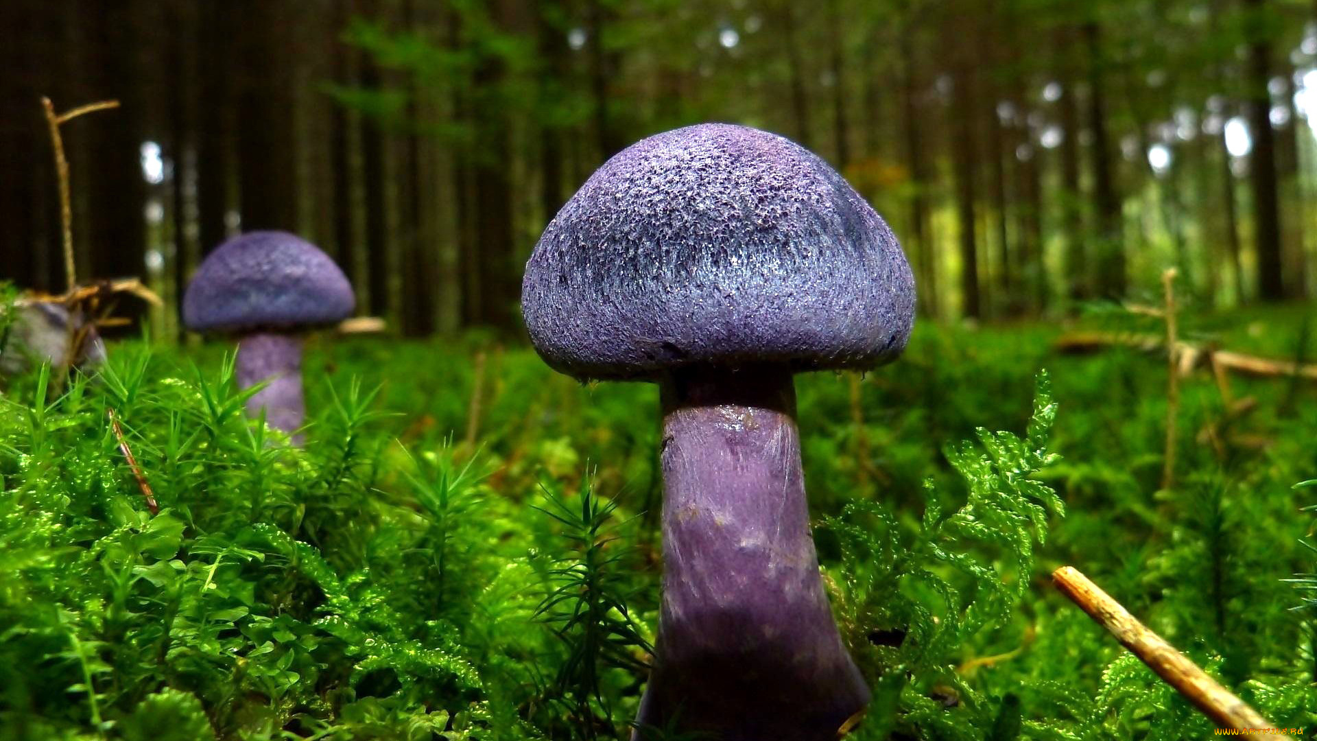 природа, грибы, гриб, синий