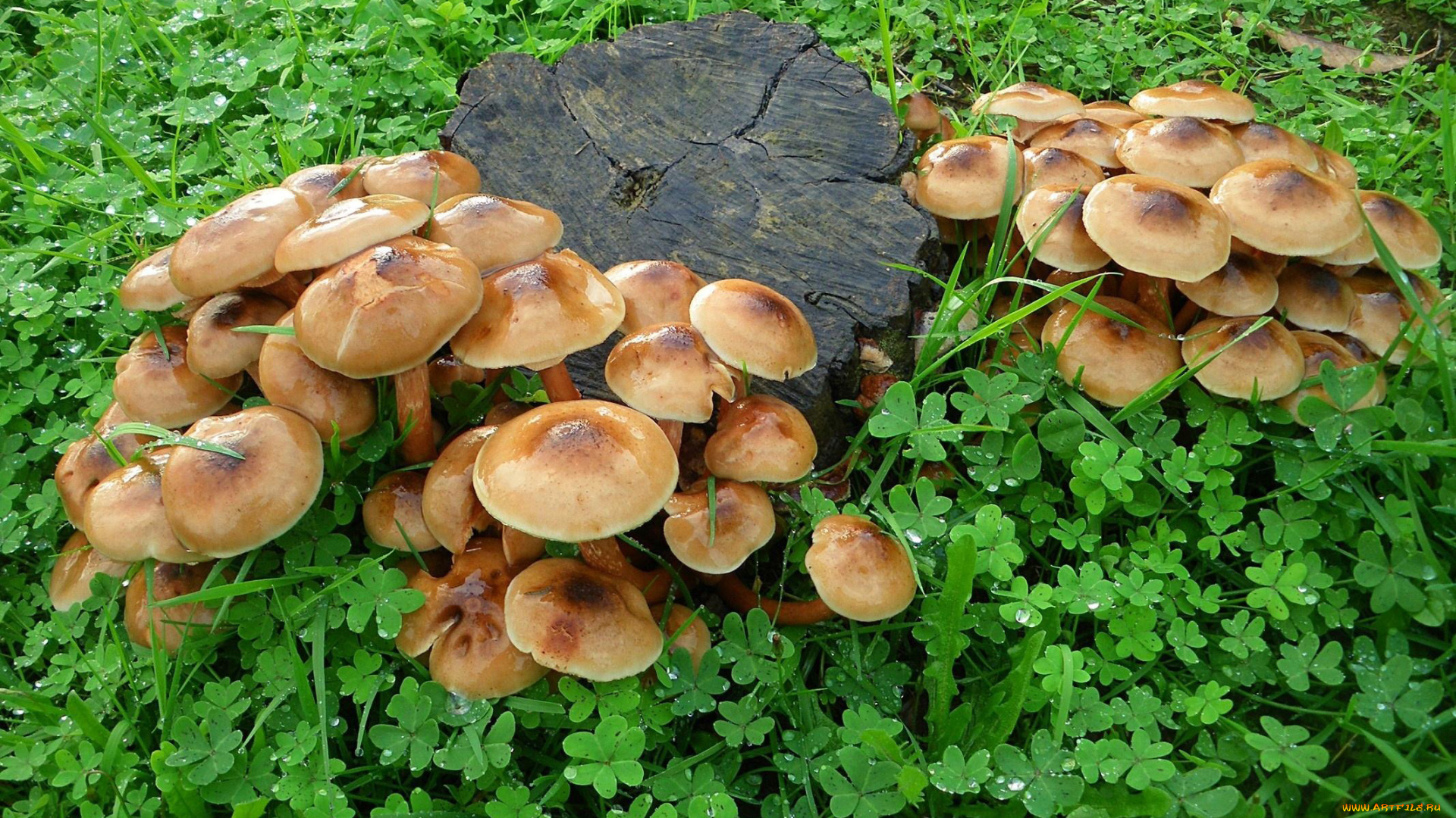 природа, грибы, много, пень, трава