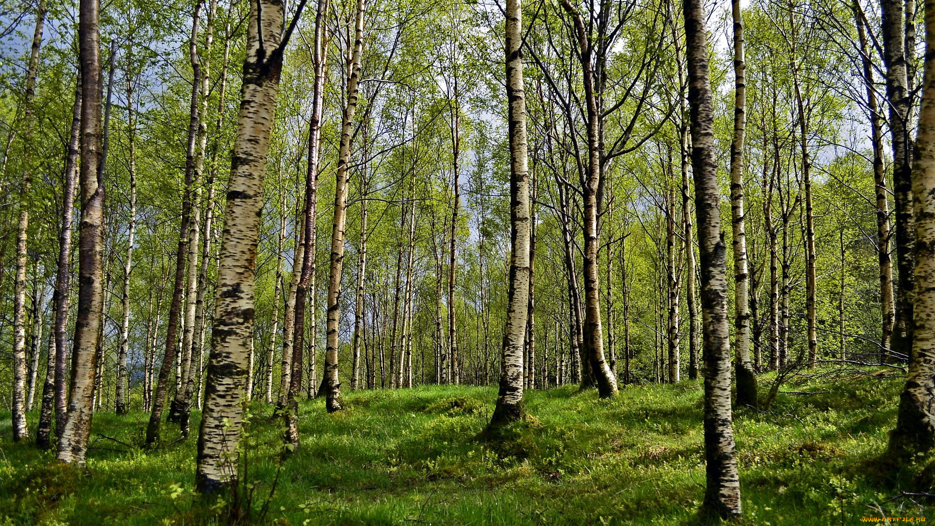 природа, лес, березовая, роща