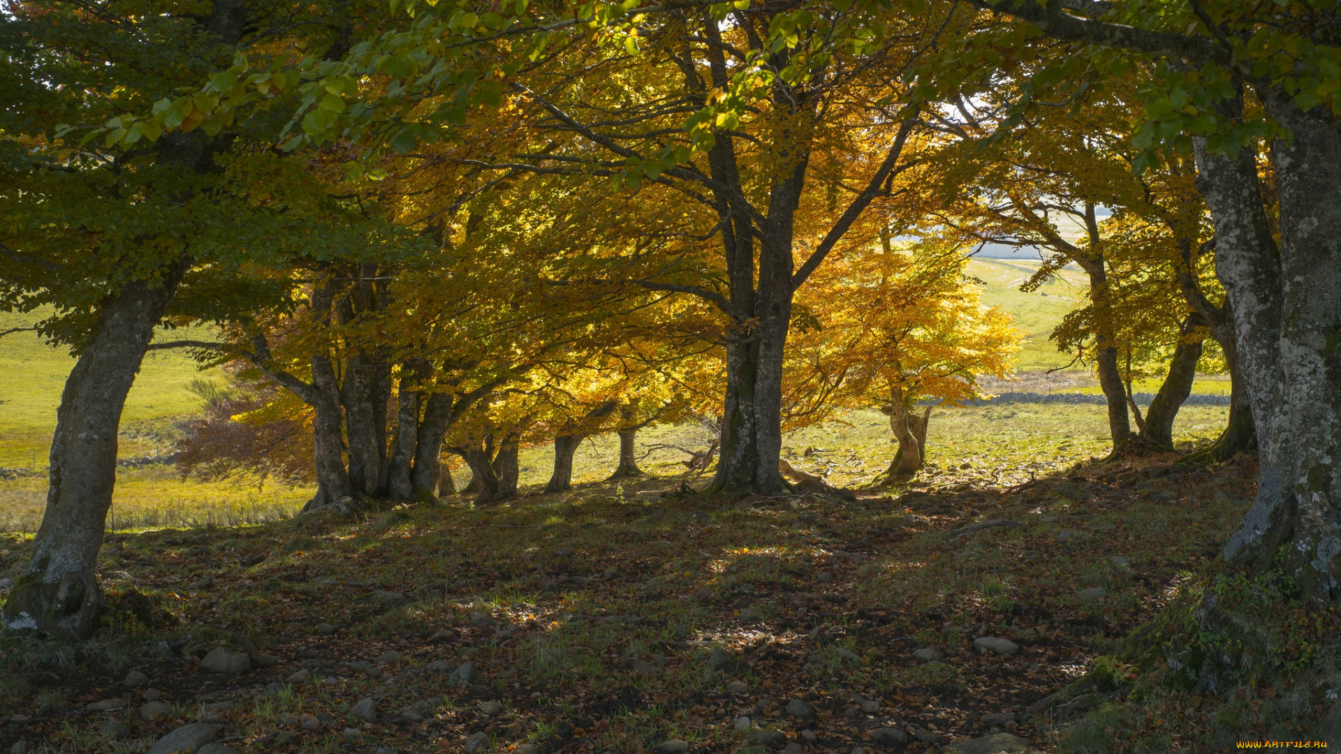 природа, лес, деревья