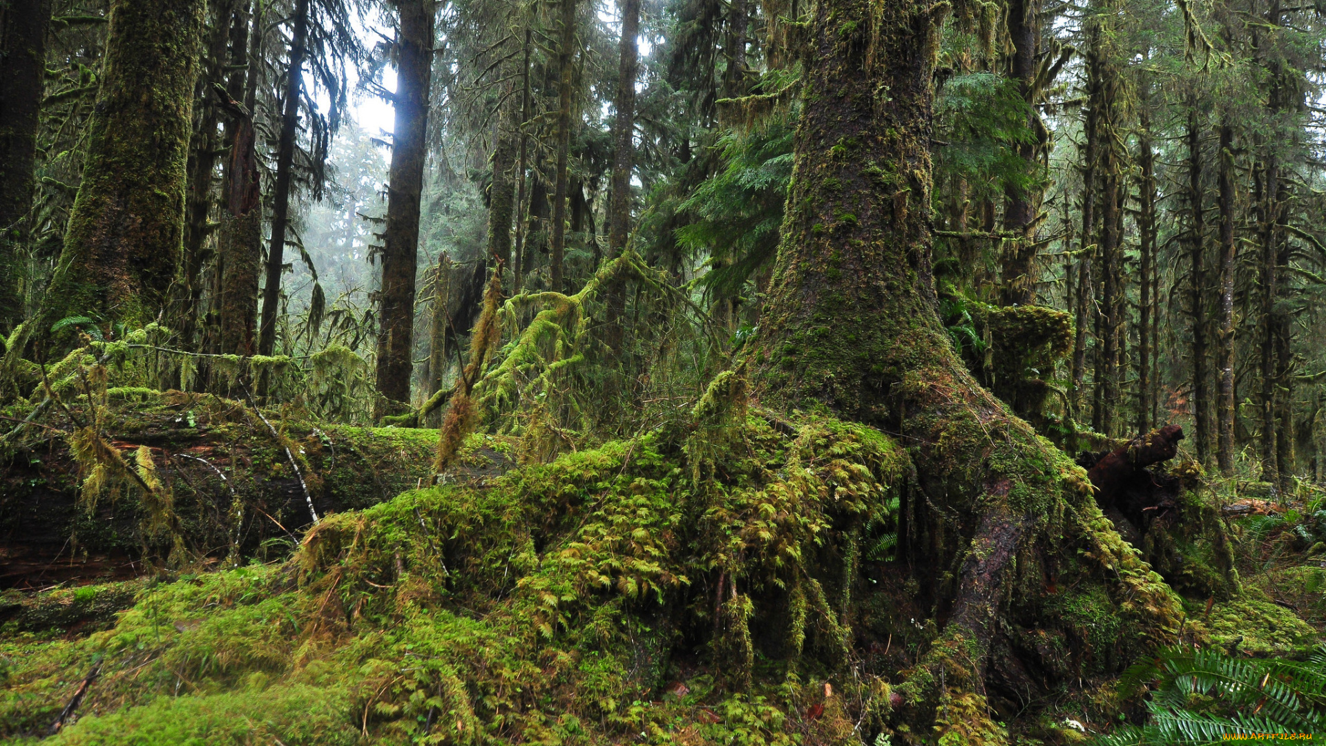 природа, лес, деревья