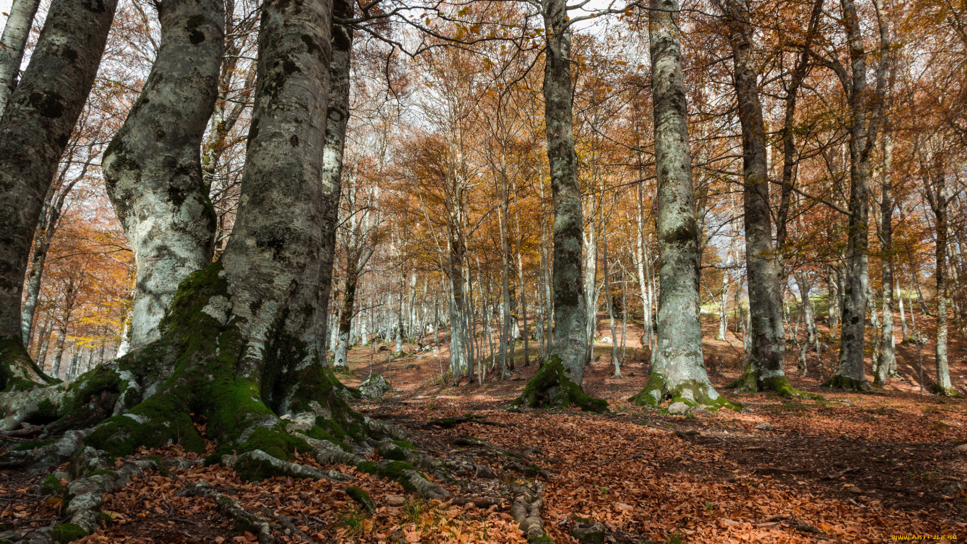 природа, лес, деревья