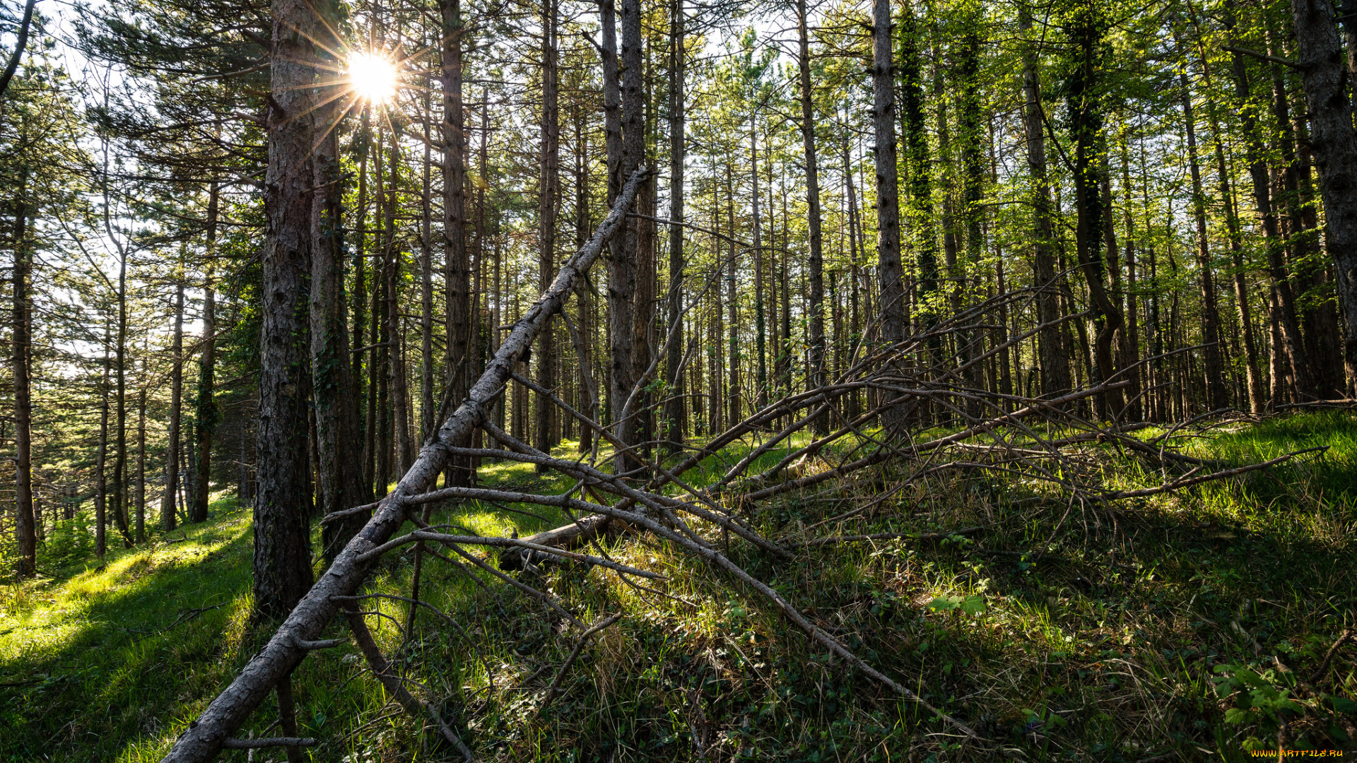 природа, лес, деревья