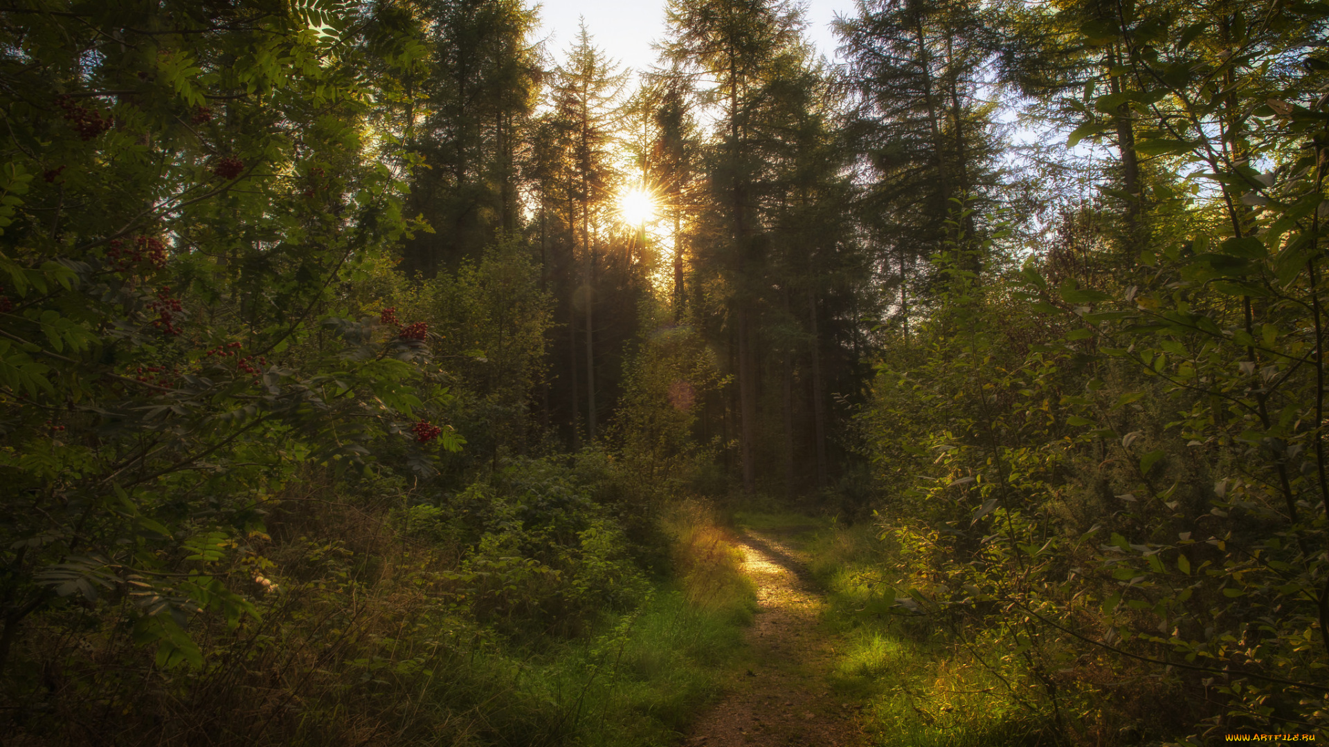 природа, лес, деревья