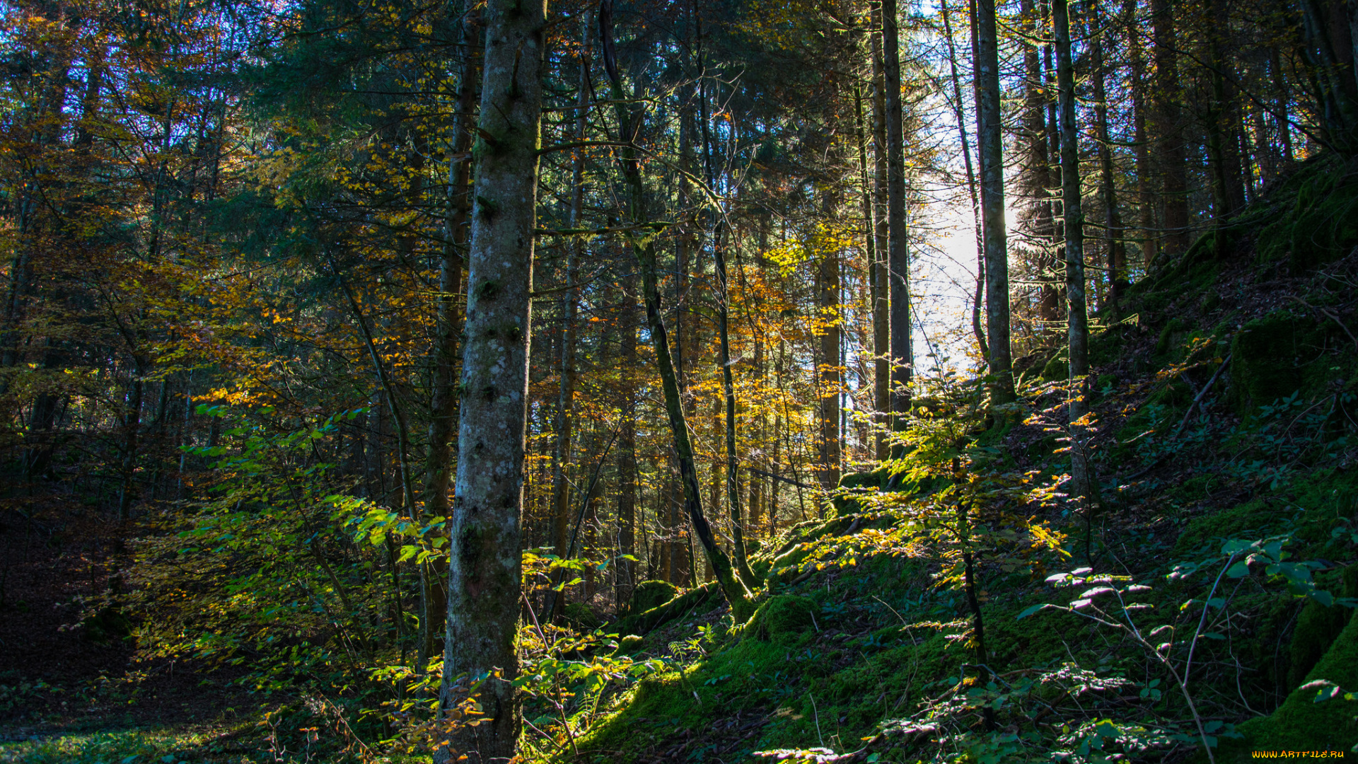природа, лес, деревья