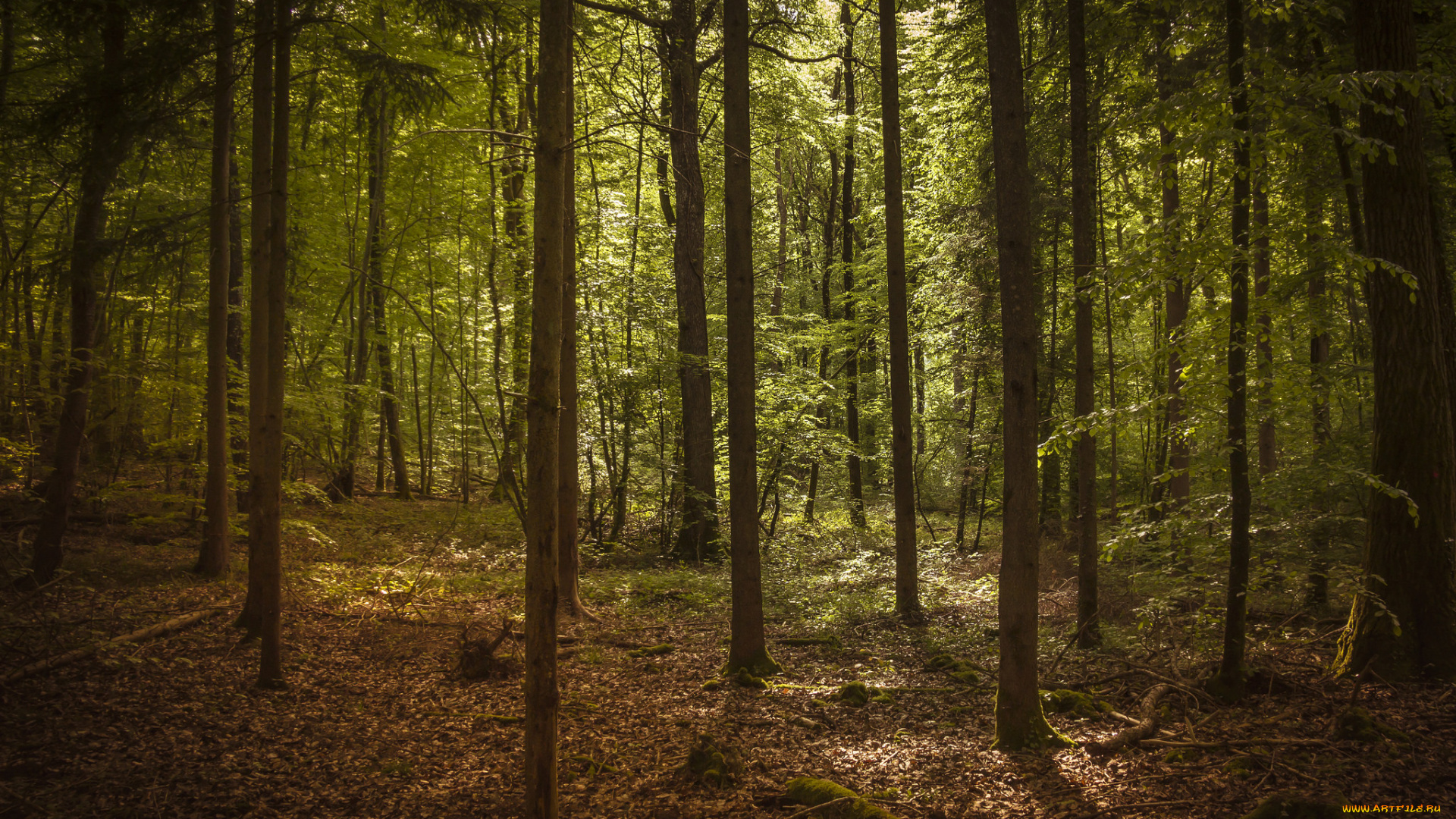 природа, лес, деревья