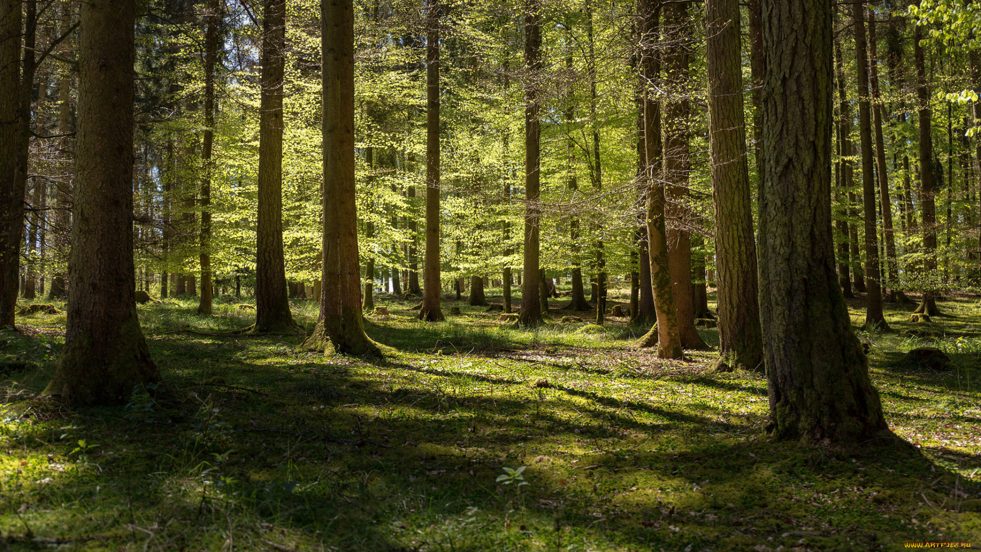 природа, лес, деревья
