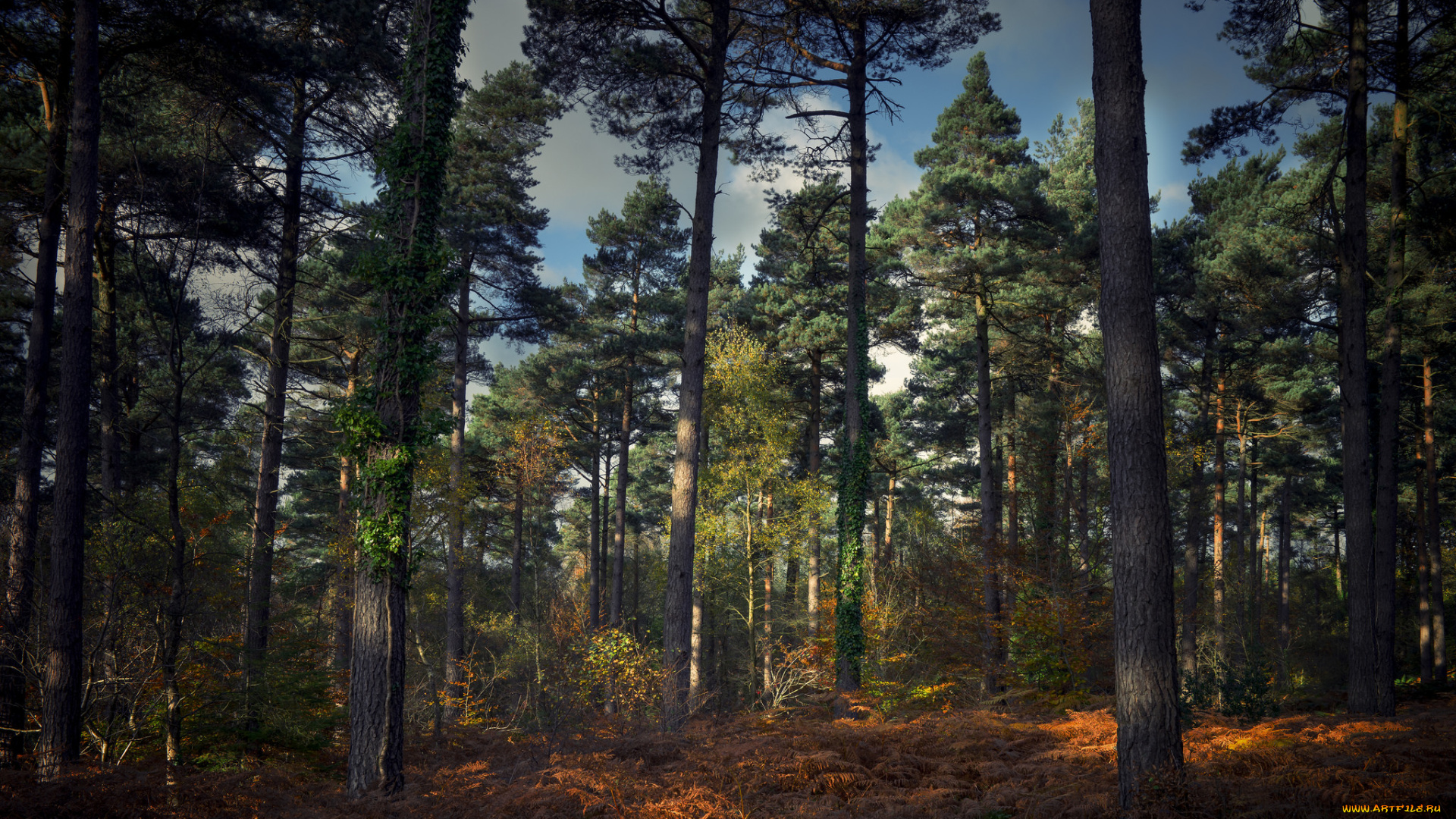 природа, лес, деревья