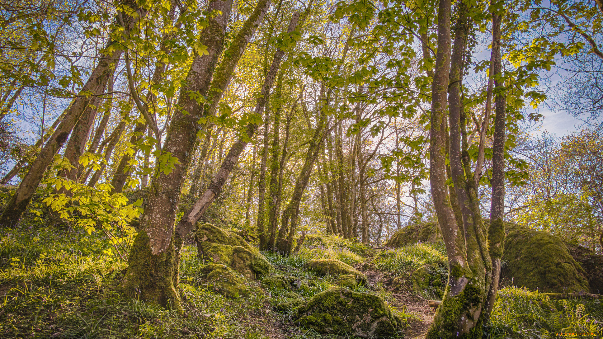 природа, лес, деревья